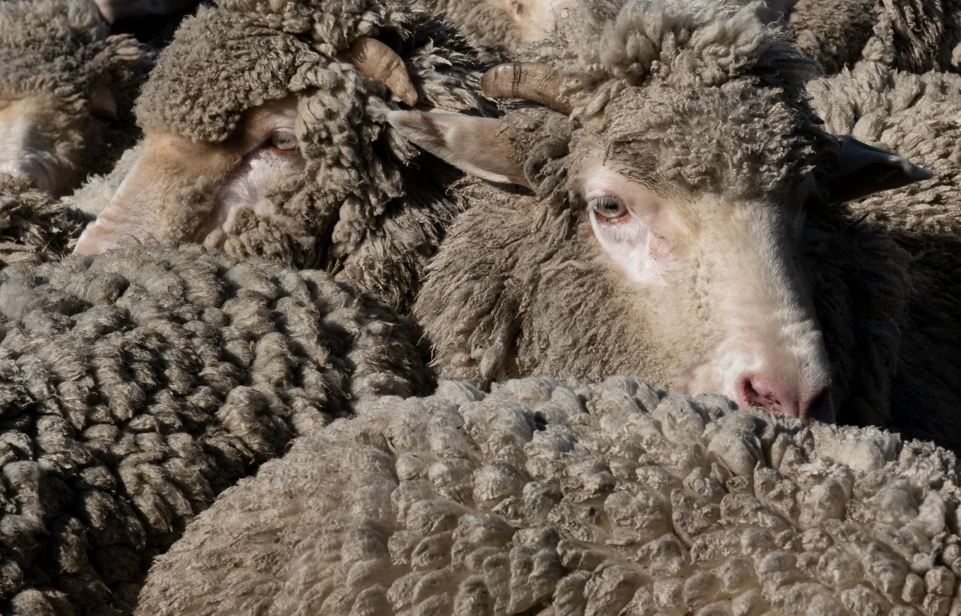 Creatures Great_007.jpeg