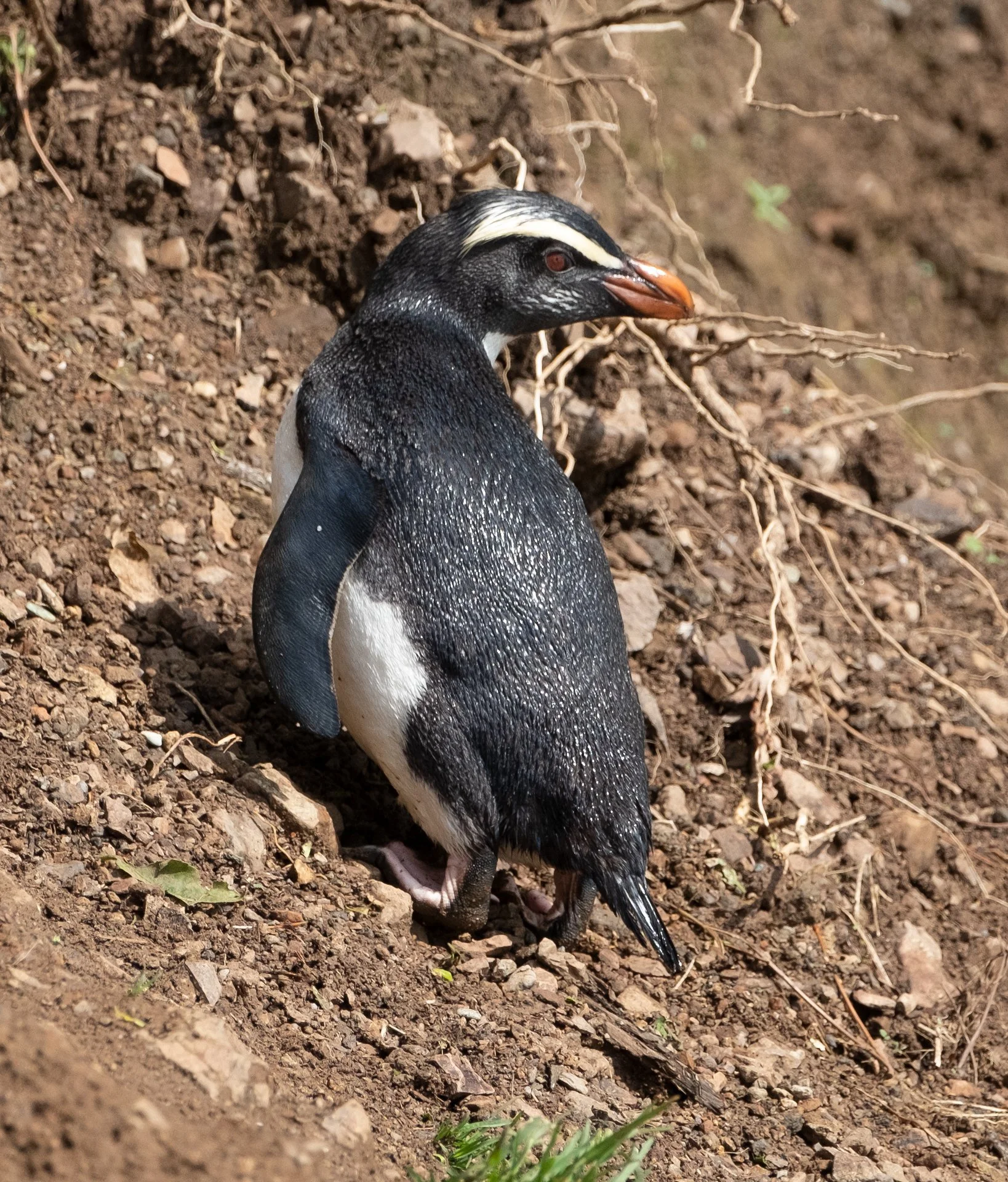 Creatures Small_015.jpeg