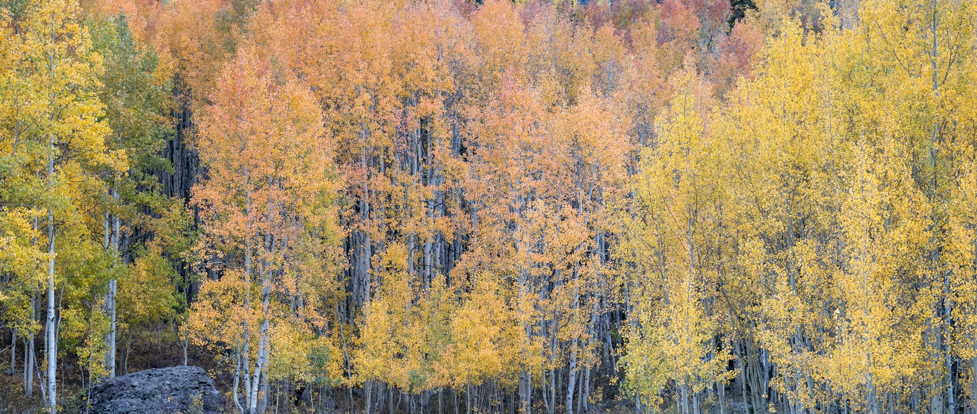 Autumn_in_Colorado_011.jpeg