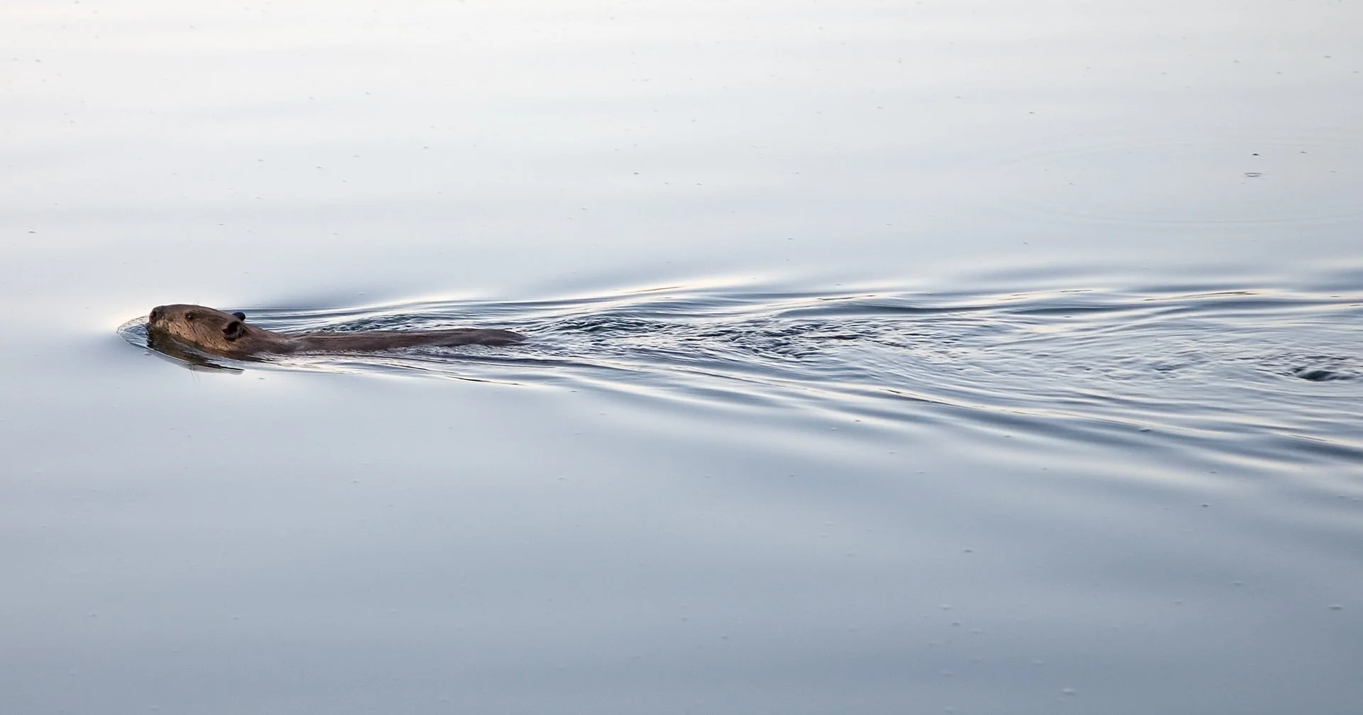 Creatures Small_014.jpeg