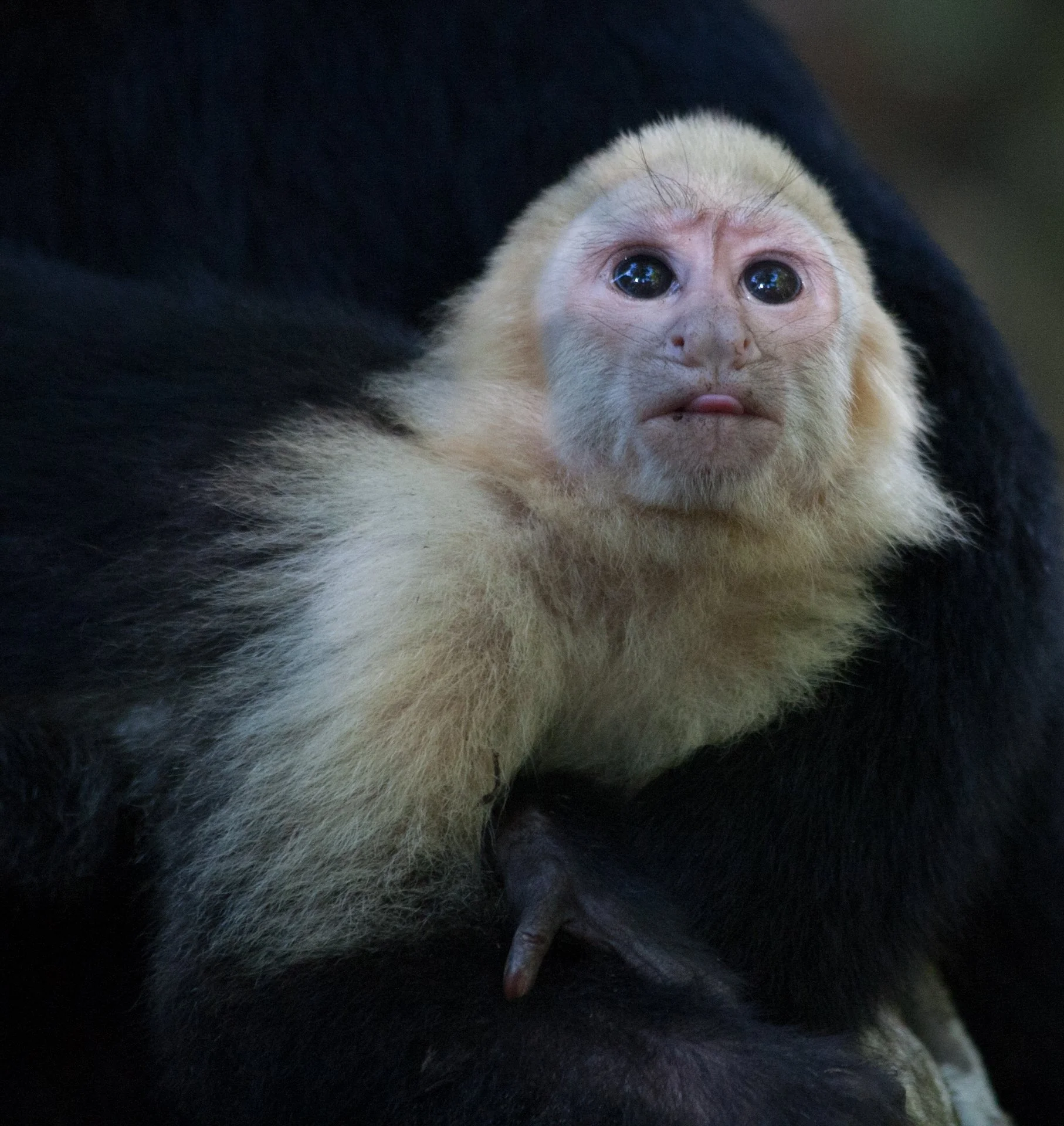 Creatures Small_001.jpeg