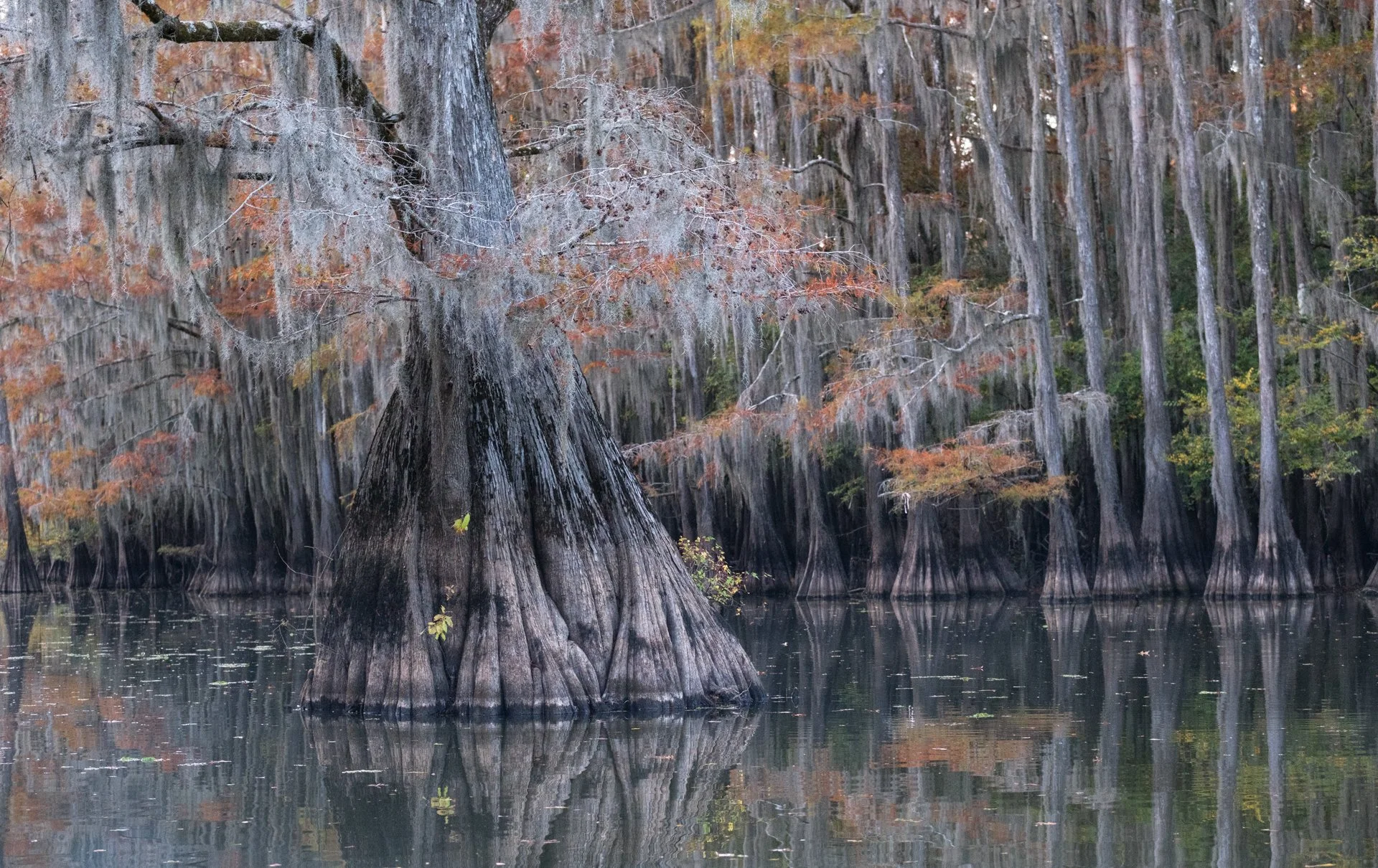 Caddo_Lake_014.jpeg