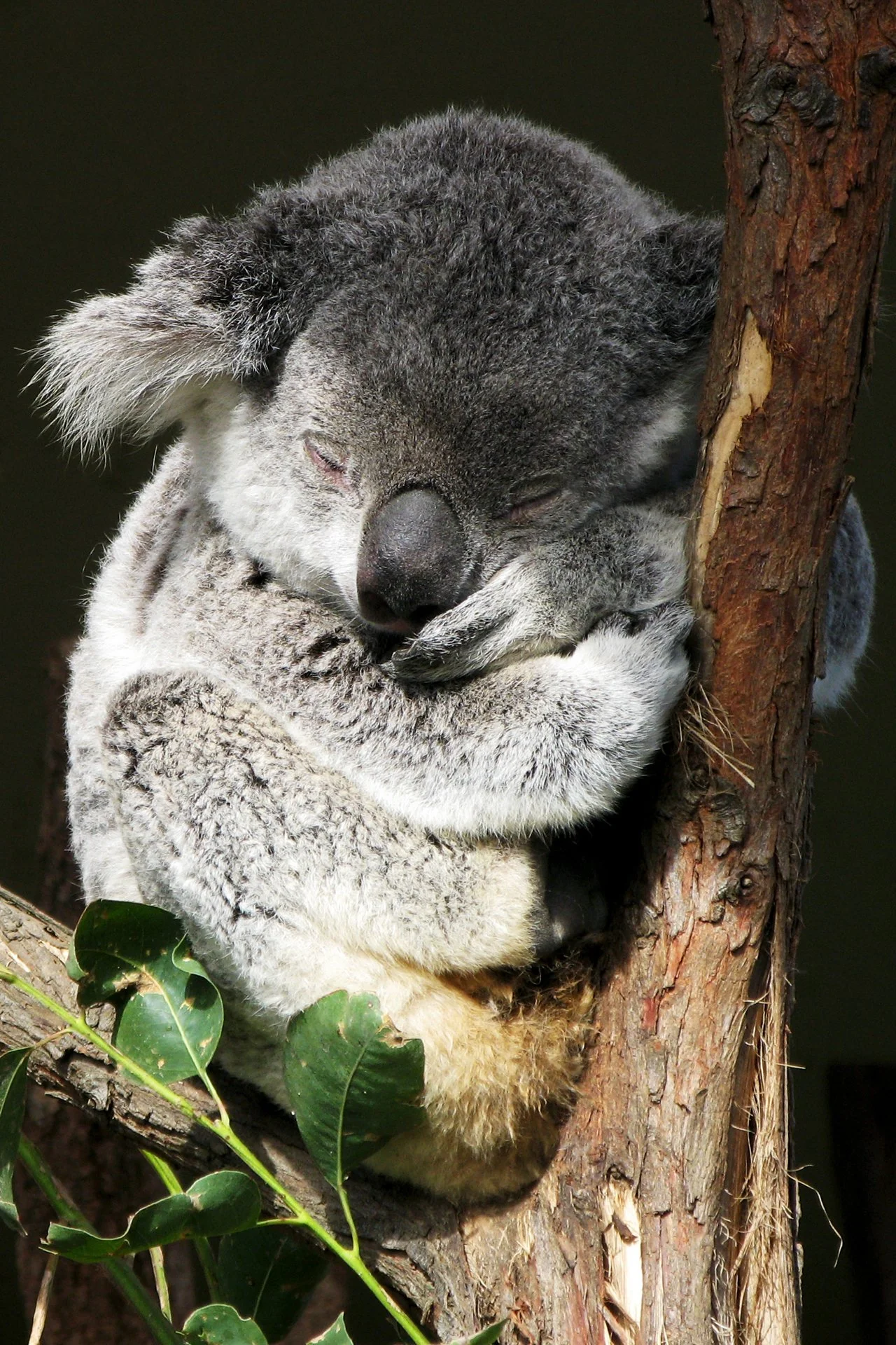 Creatures Small_003.jpeg