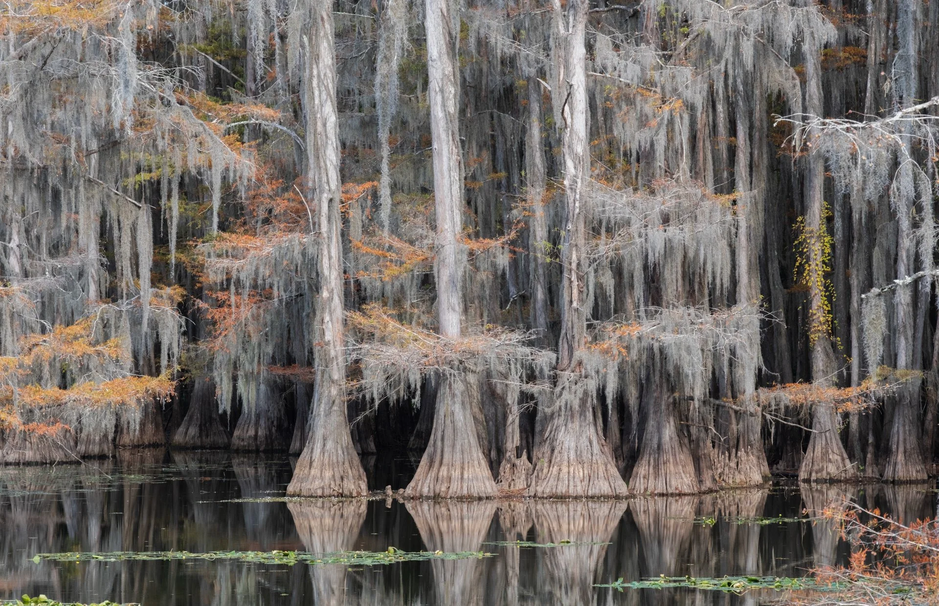 Caddo_Lake_002.jpeg