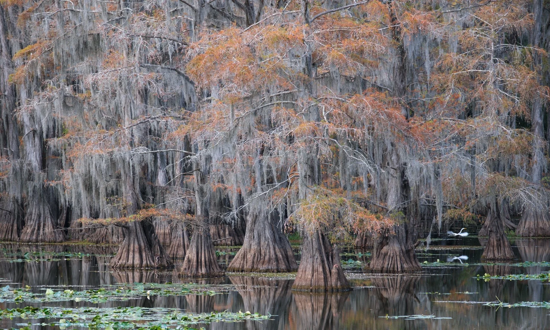 Caddo_Lake_003.jpeg