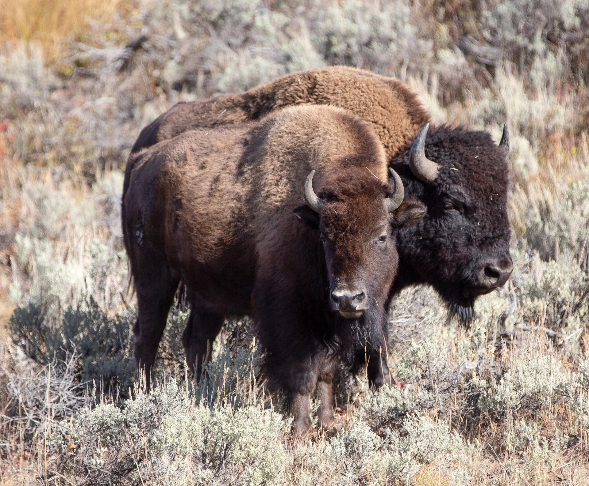 Creatures Great_003.jpeg