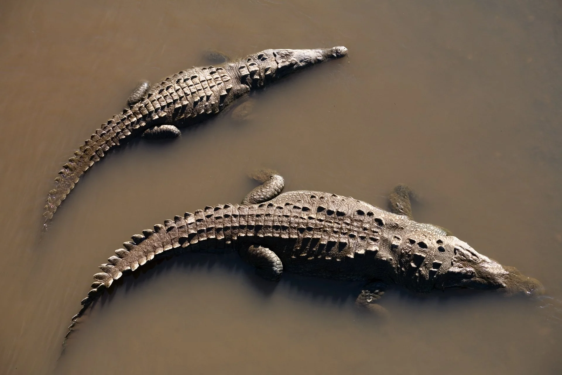 Creatures Great_015.jpeg