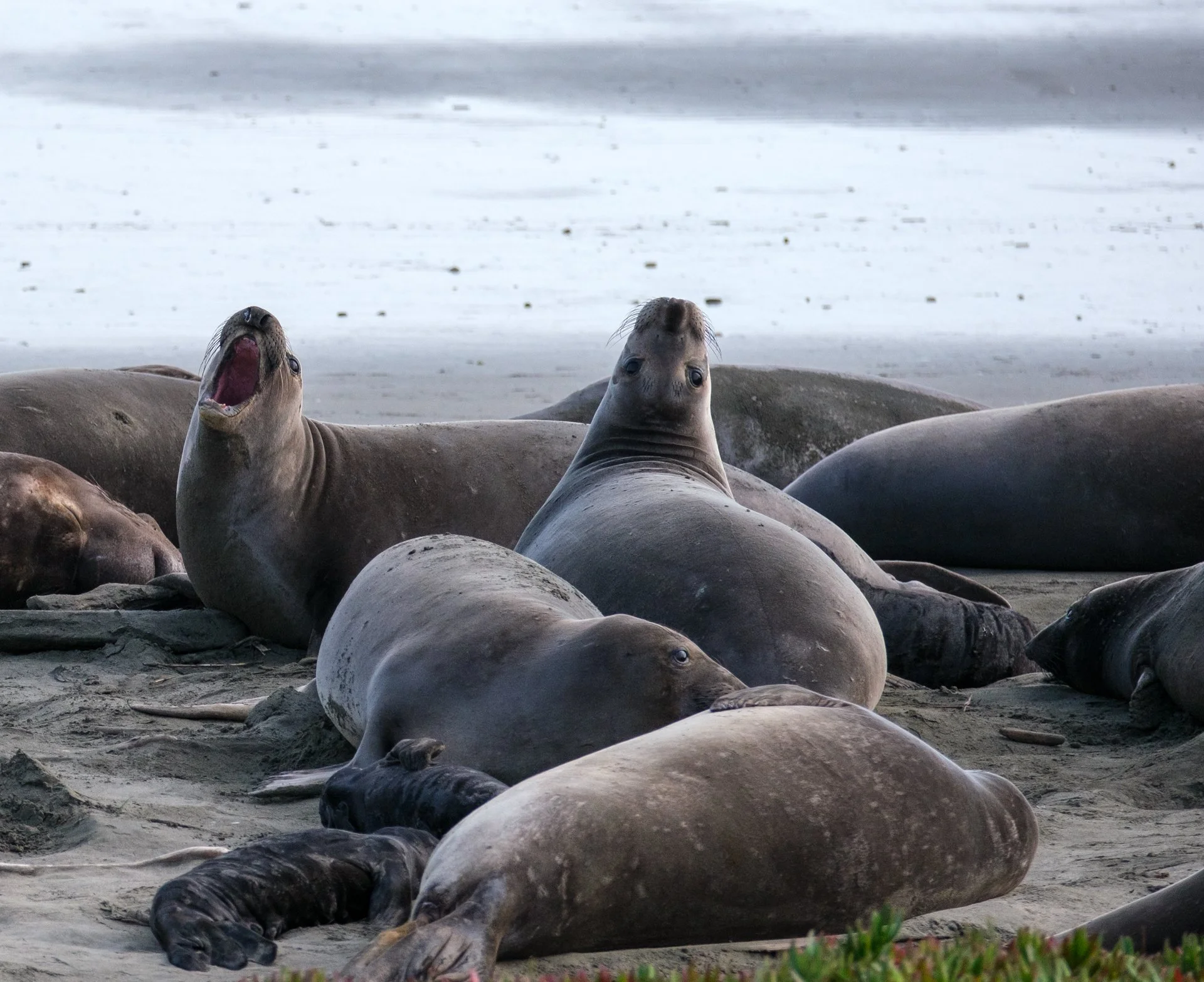 Creatures Great_005.jpeg