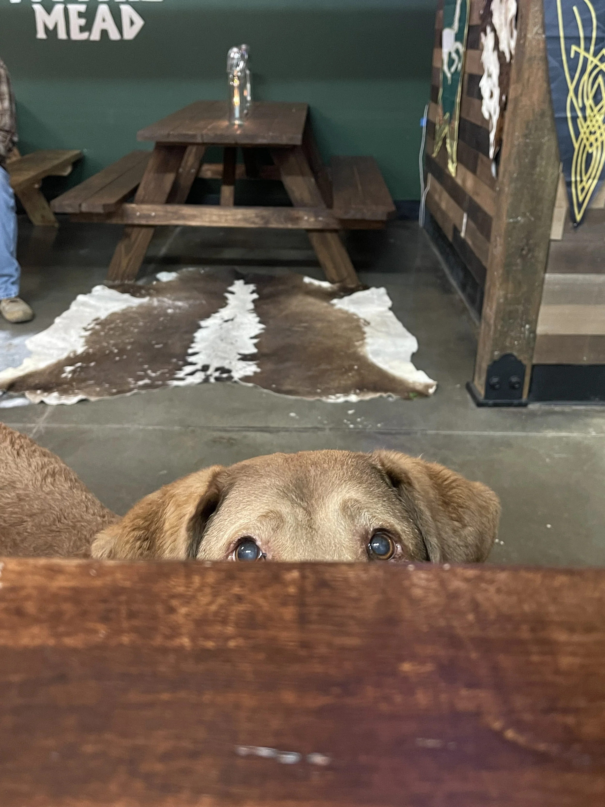 A brown dog peeks over a wooden table in a rustic indoor setting. In the background, there is a cowhide rug on the floor, a wooden picnic table with a faucet on top, and a dark green wall with partially visible signs and decor.