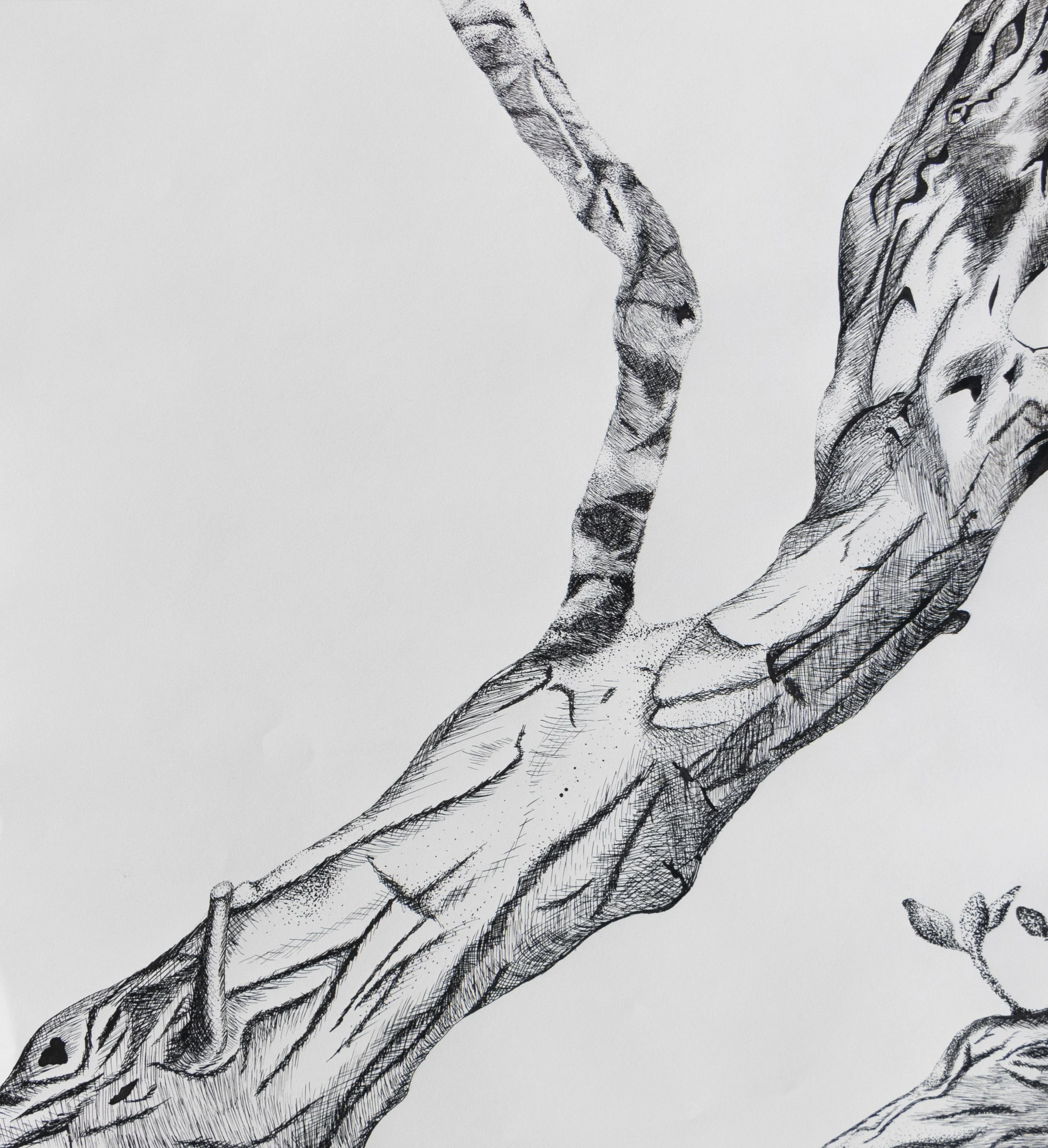 ink study, 2023. ink on paper. 