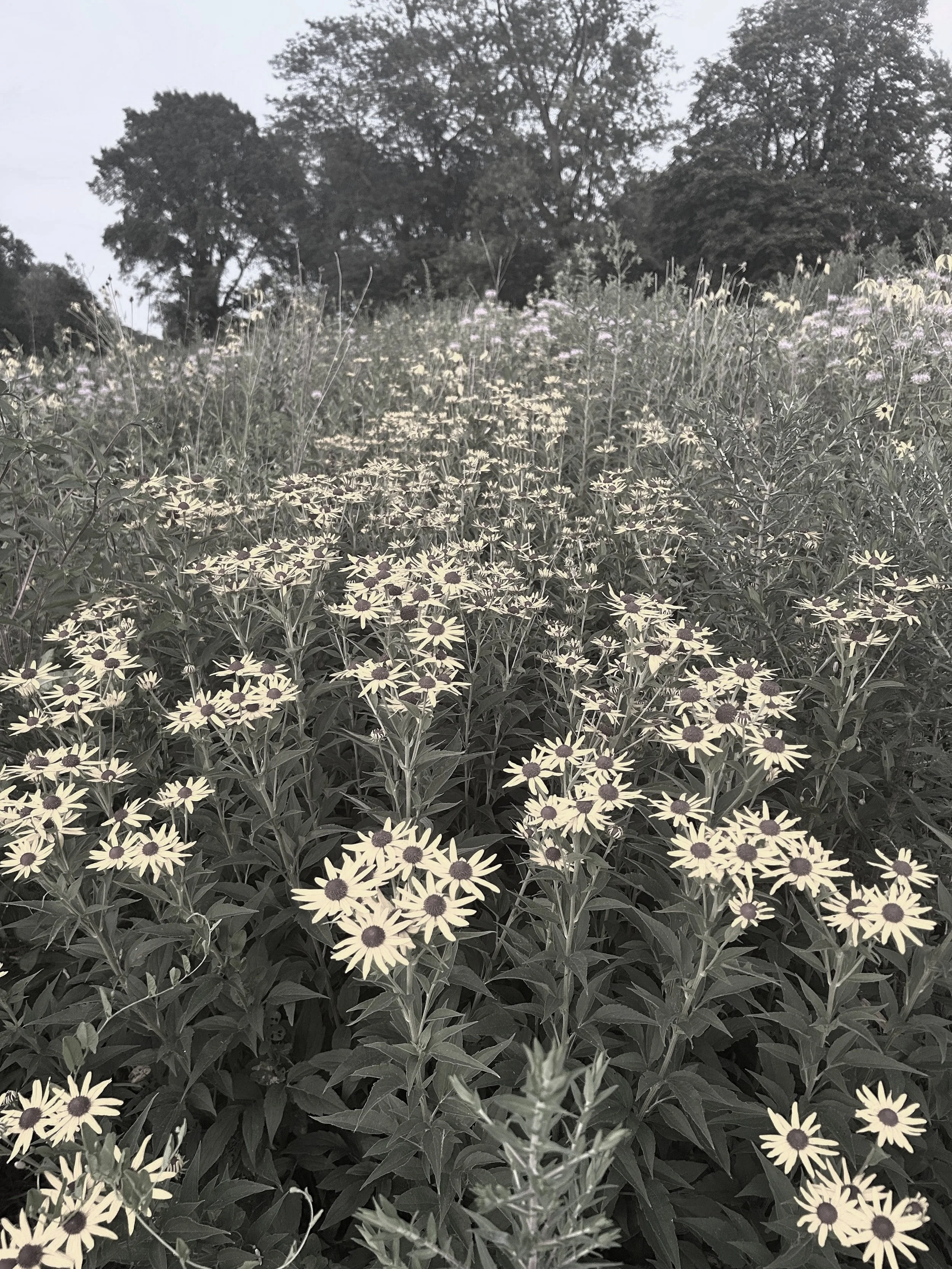 Field of white daisy flowers with dark centers, dense green foliage, and trees in the background under a cloudy sky.