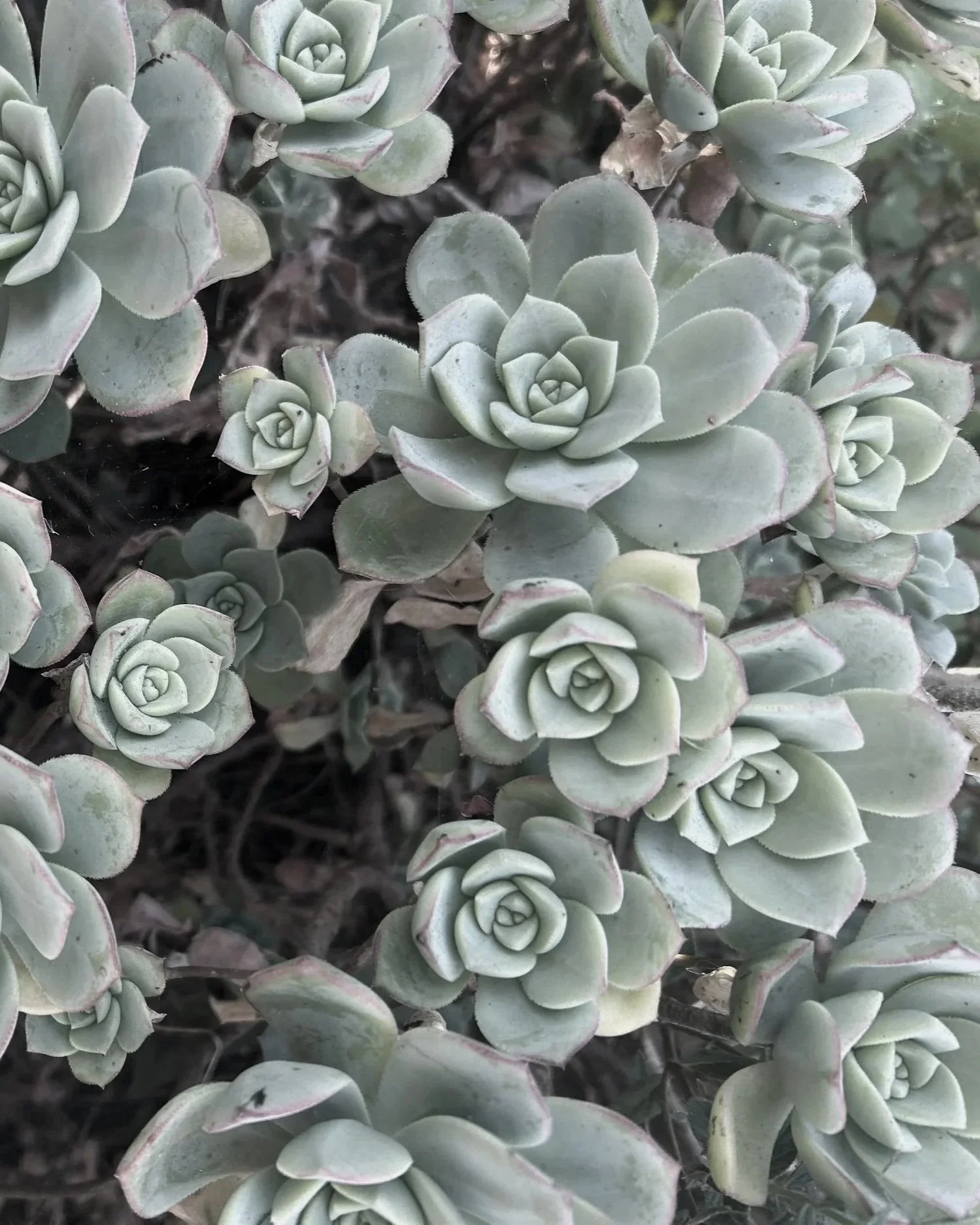 Close-up of multiple succulent plants with fleshy, overlapping pale green leaves, some with a hint of pink edges.