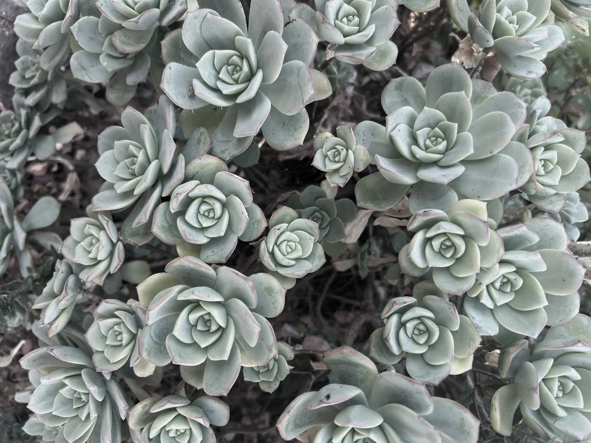Close-up of multiple rosette-shaped succulent plants with pale green, slightly grayish leaves, some with pinkish edges.