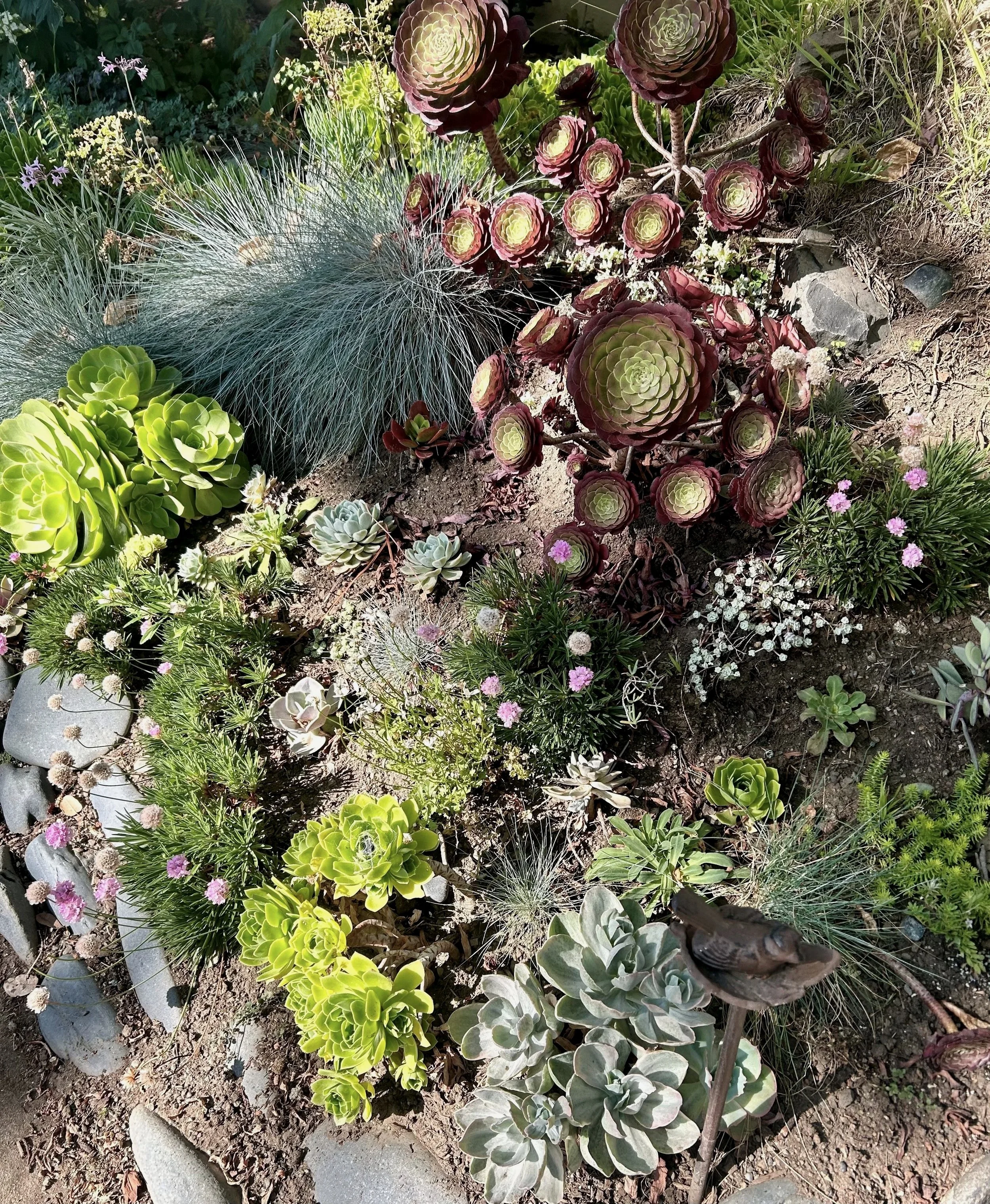 A variety of succulents and plants in a garden bed with rocks, soil, and ornamental grasses.