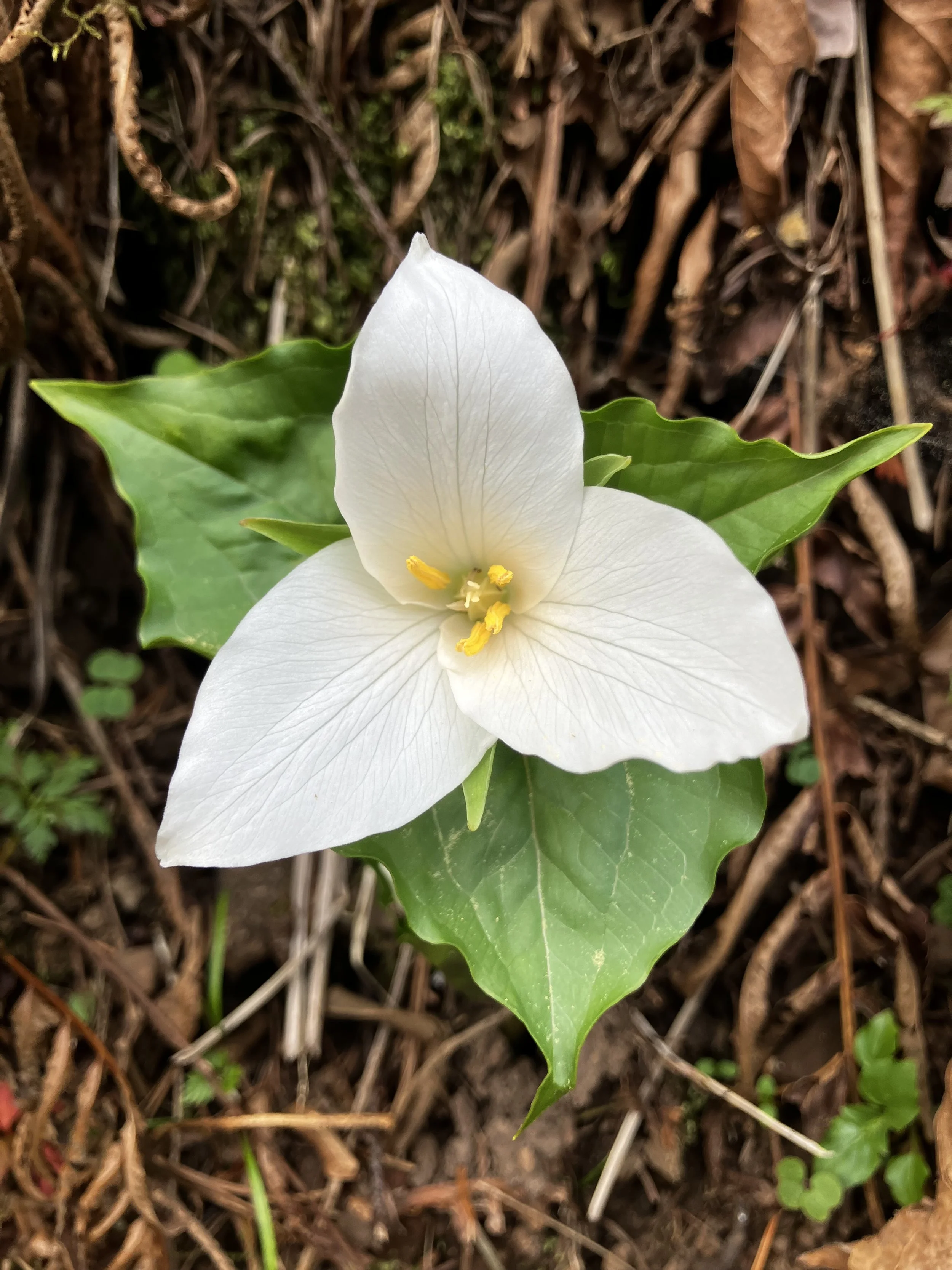 Spring Awakening: Where The Blue Ridge Comes Alive Weekend- May1-3, 2026