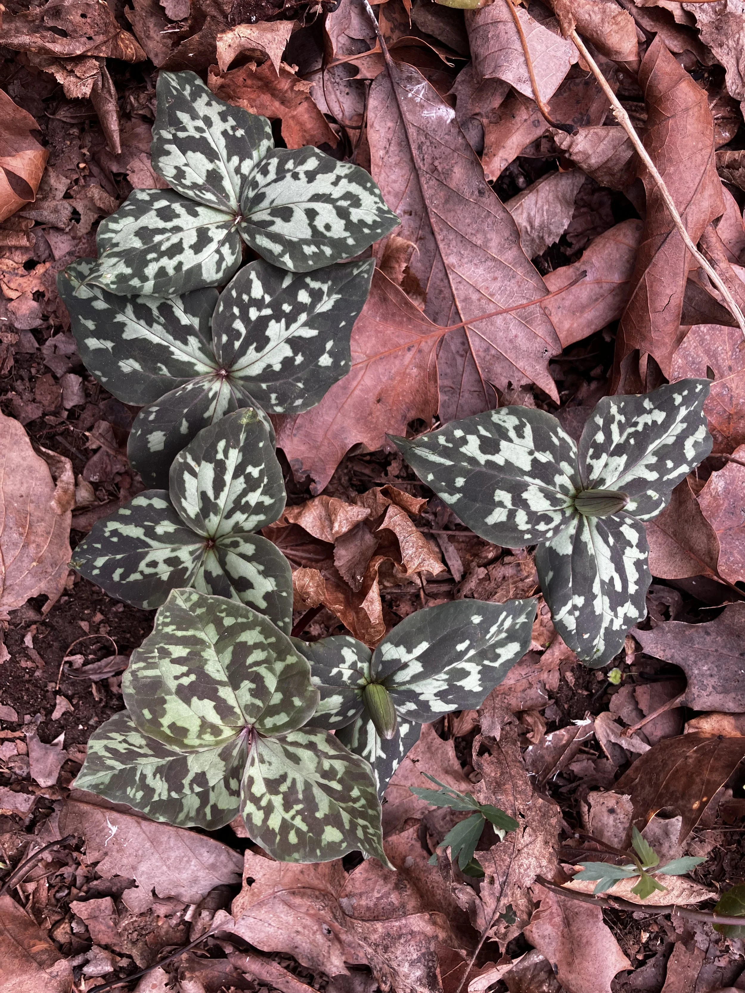 Natural Heritage Committee