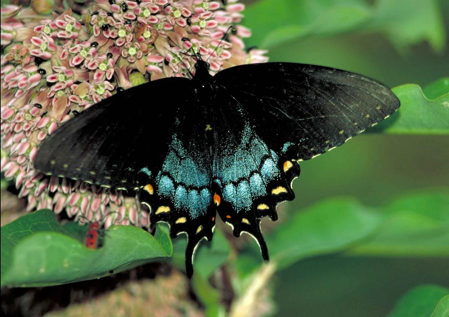 Butterfly Walk - May
