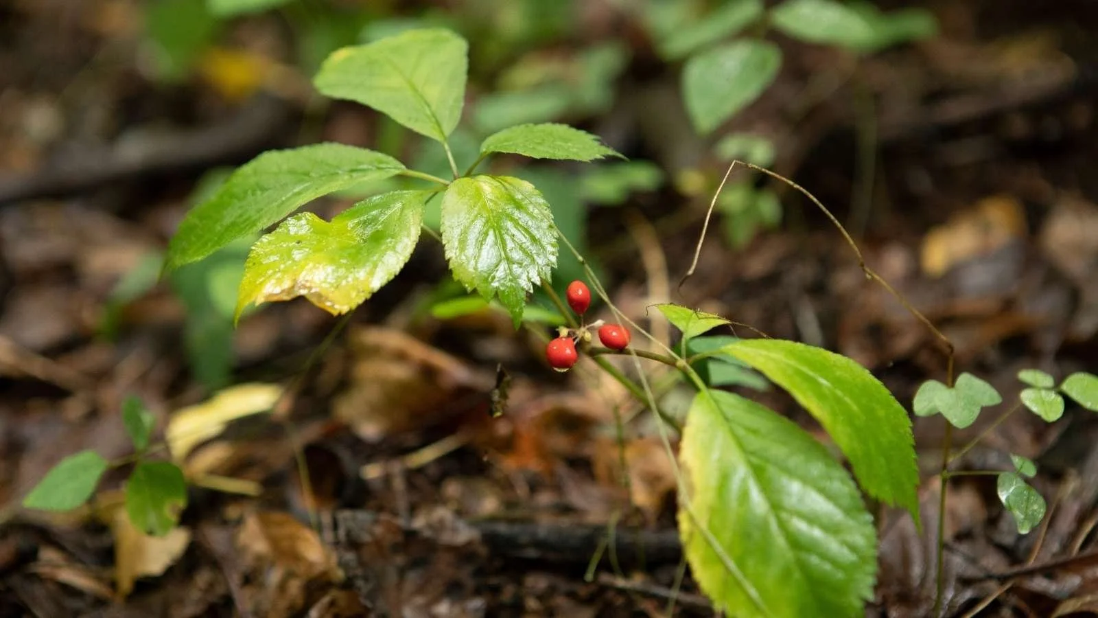 Summer Foraging: A Berry Good Time