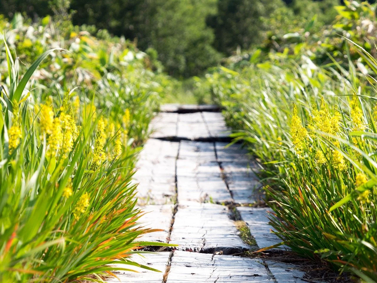 A weathered wooden path leads through green foliage and yellow wildflowers on either side, with blurred trees in the background.