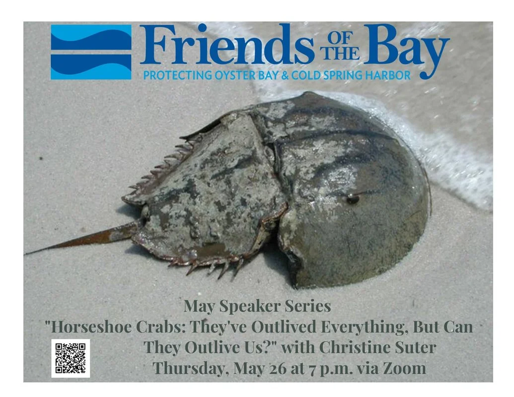 26 horsheshoe-crab-flyer_1.jpg