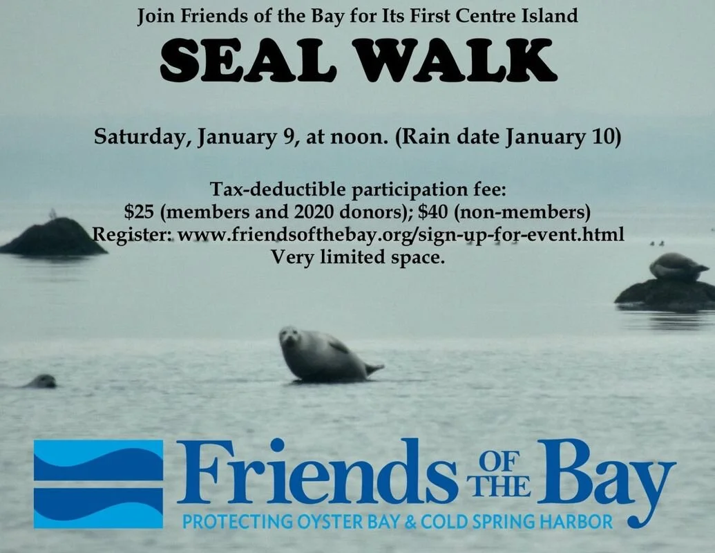 38 seal-walk-2021-2mp_1.jpg