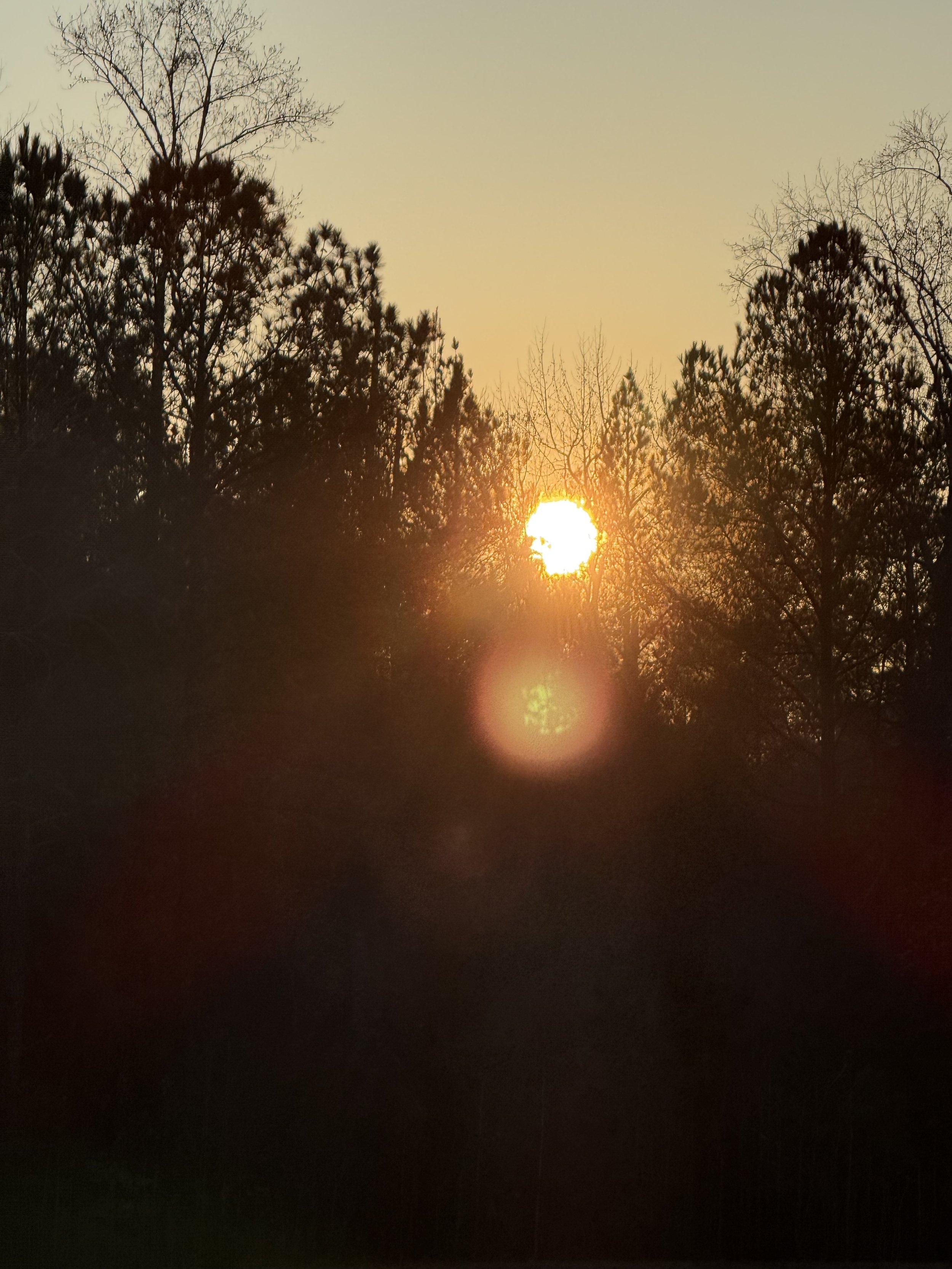 Sun setting behind trees with a glow and lens flare.
