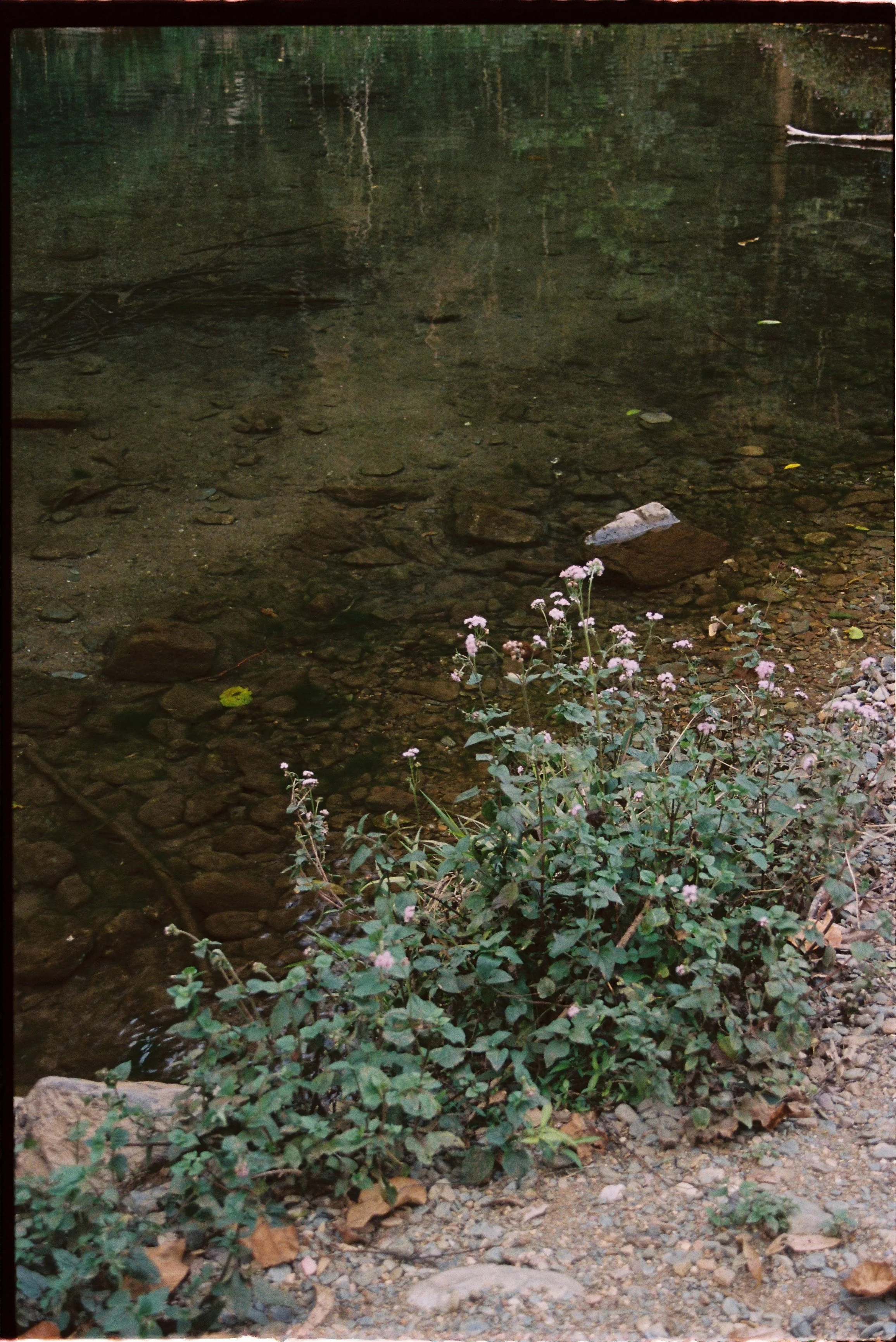 A clear stream with visible rocks and pebbles at the bottom, surrounded by small pink flowers and fallen leaves, with a forest reflected in the water.