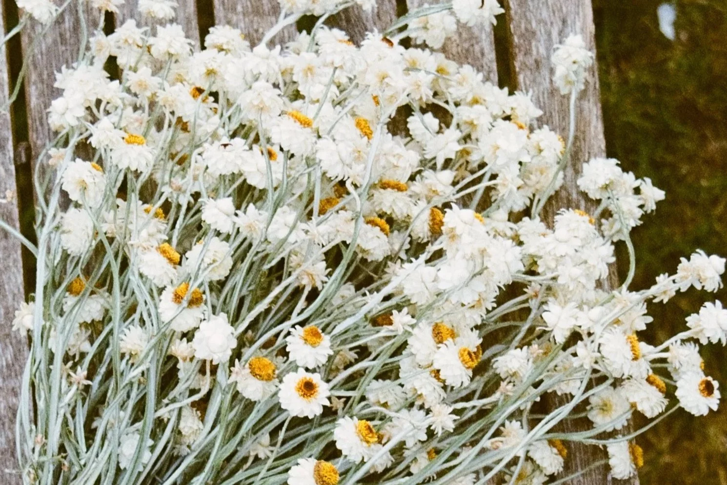 A large bunch of white flowers with yellow centers resting against a weathered wooden fence.