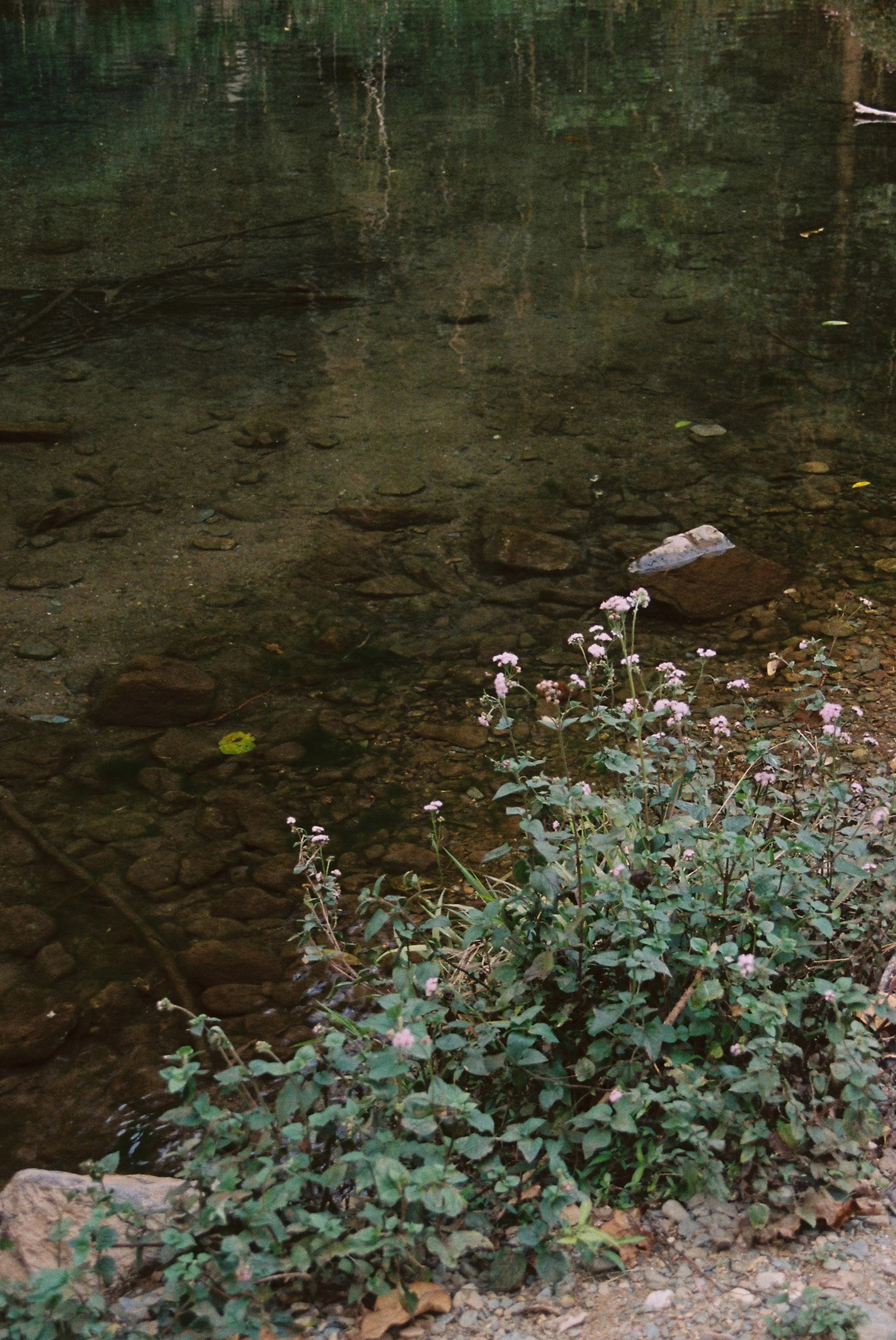 A small, rocky creek with clear water, reflections of trees, and pink flowers blooming near the shoreline.