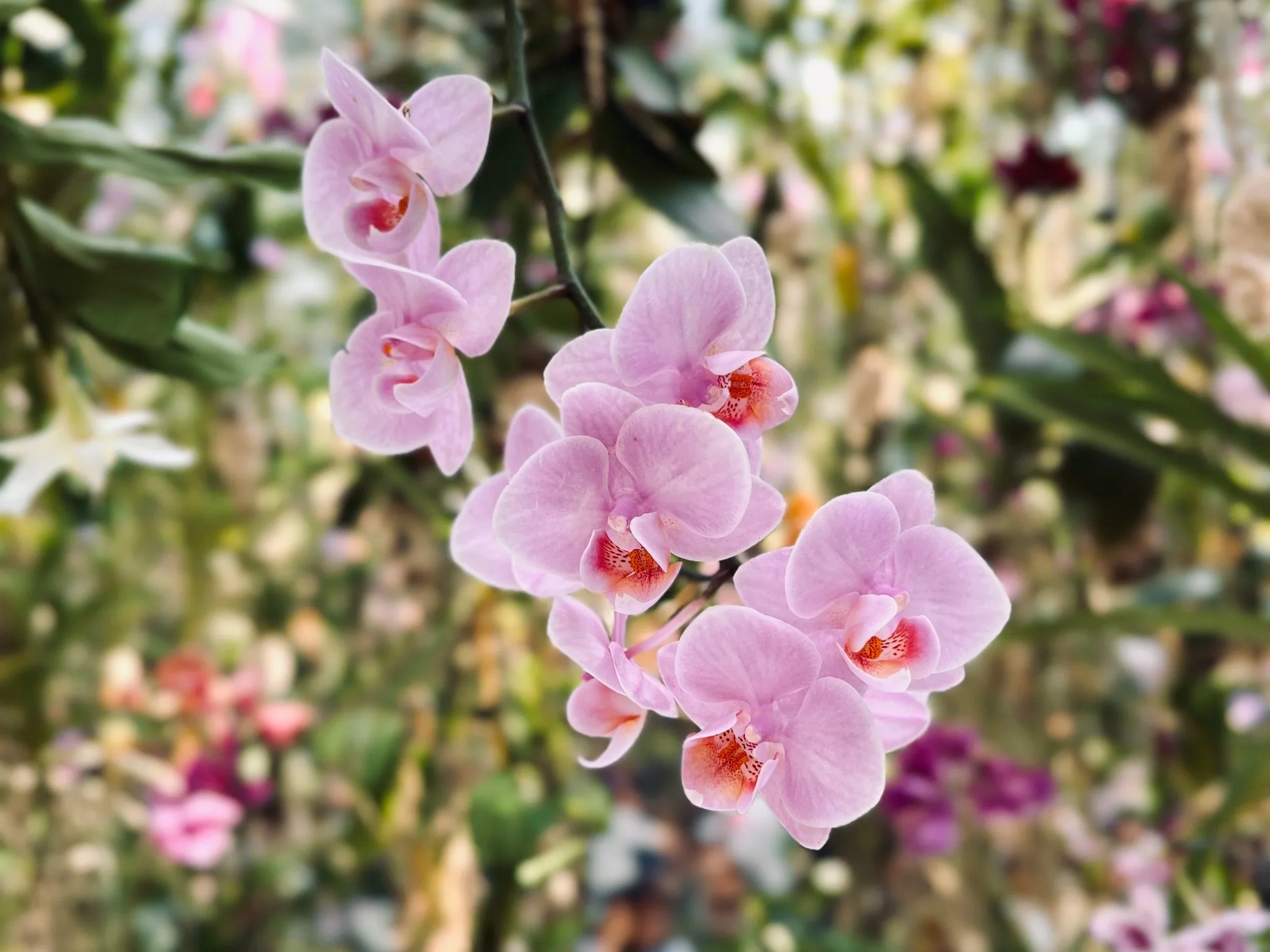 Close-up of a pink orchid flower with multiple blooms on a stem, blurred background of other plants and flowers.