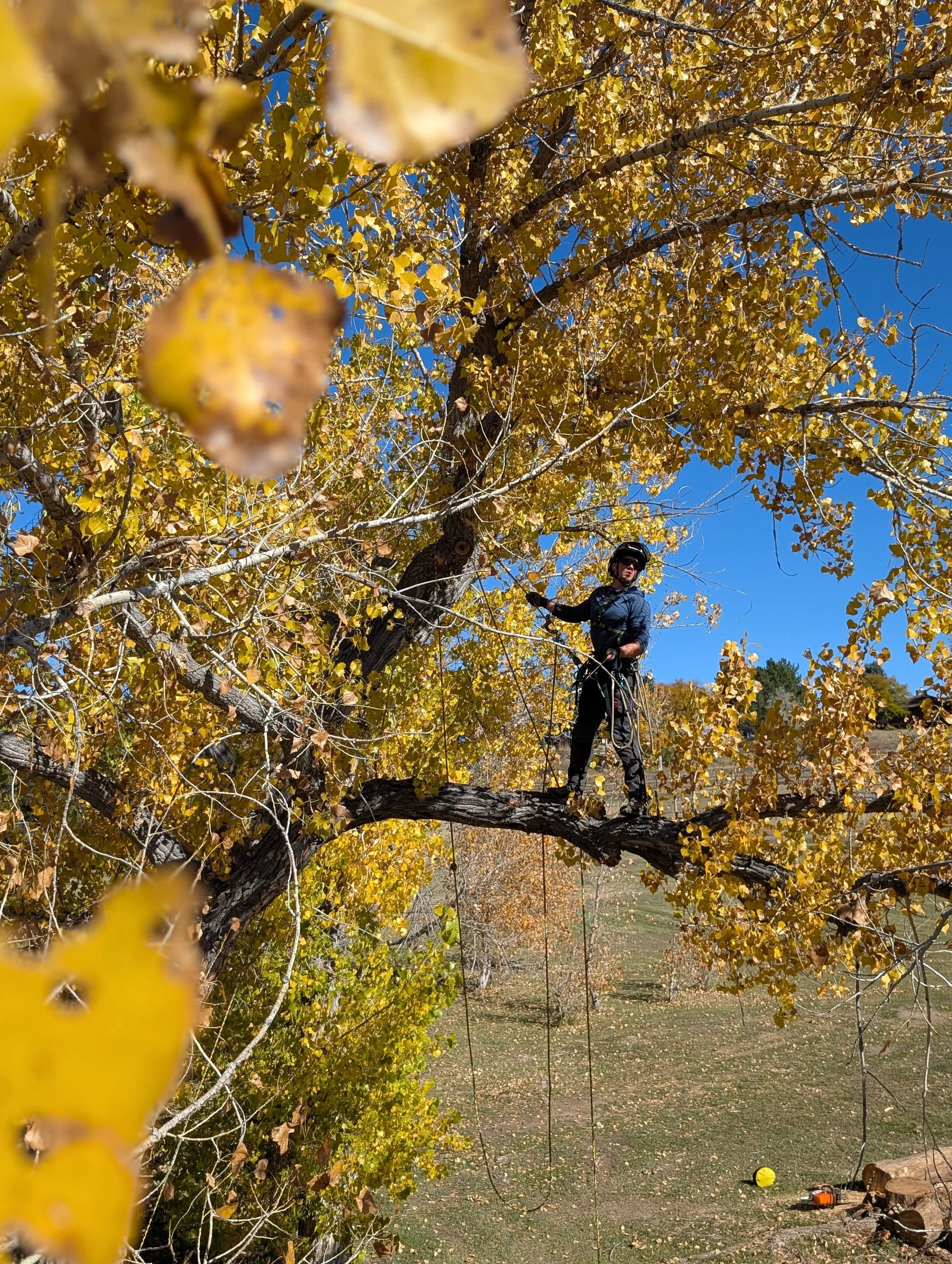 A person wearing safety gear, including a helmet and gloves, stands on a thick tree branch among yellow autumn leaves, holding a rope, with a clear blue sky in the background.