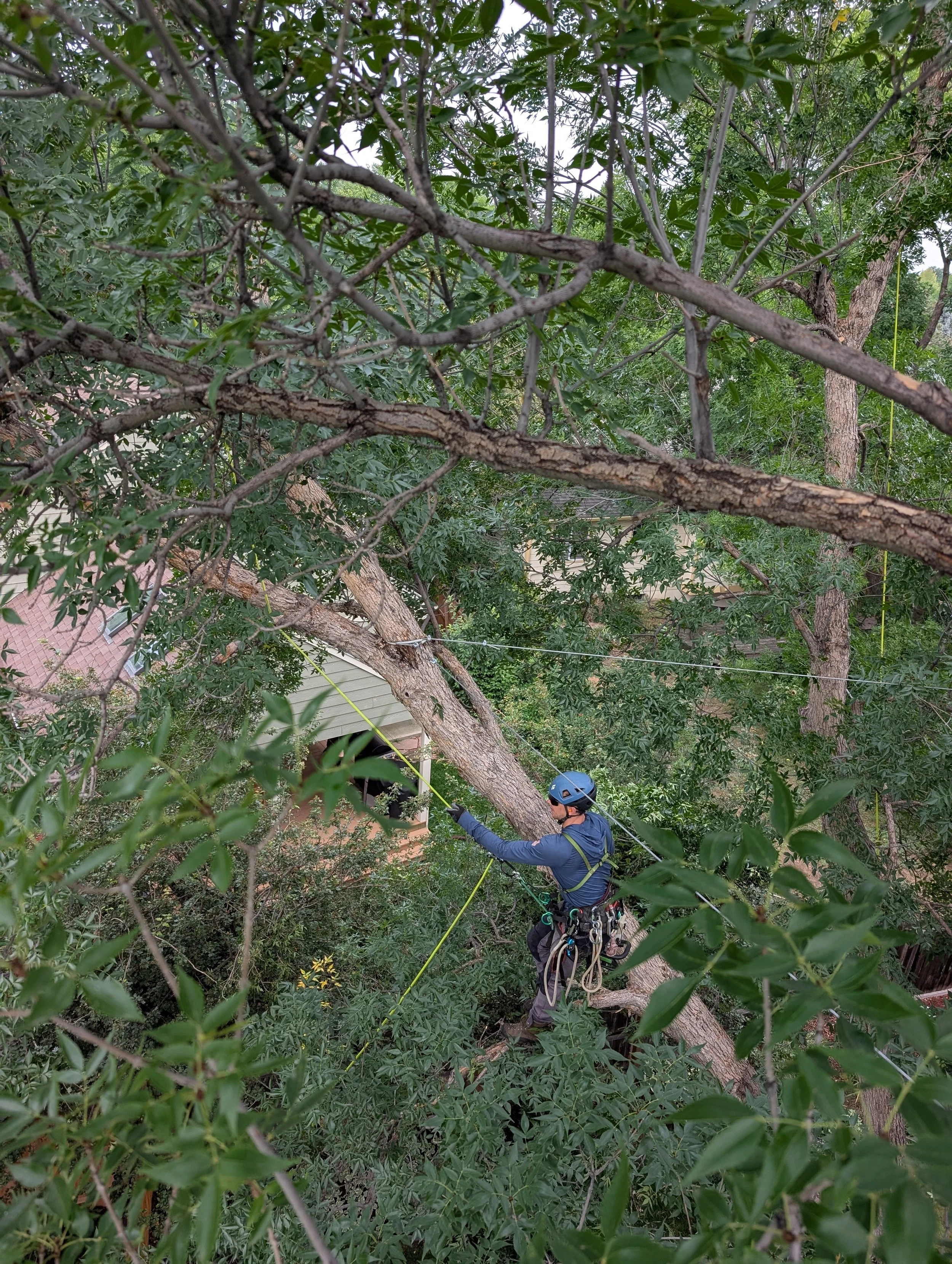 A person wearing a blue helmet and climbing gear is cutting a large tree branch with a saw in a residential backyard. The person is gripping the branch and working from the branch itself, with the house and greenery in the background.