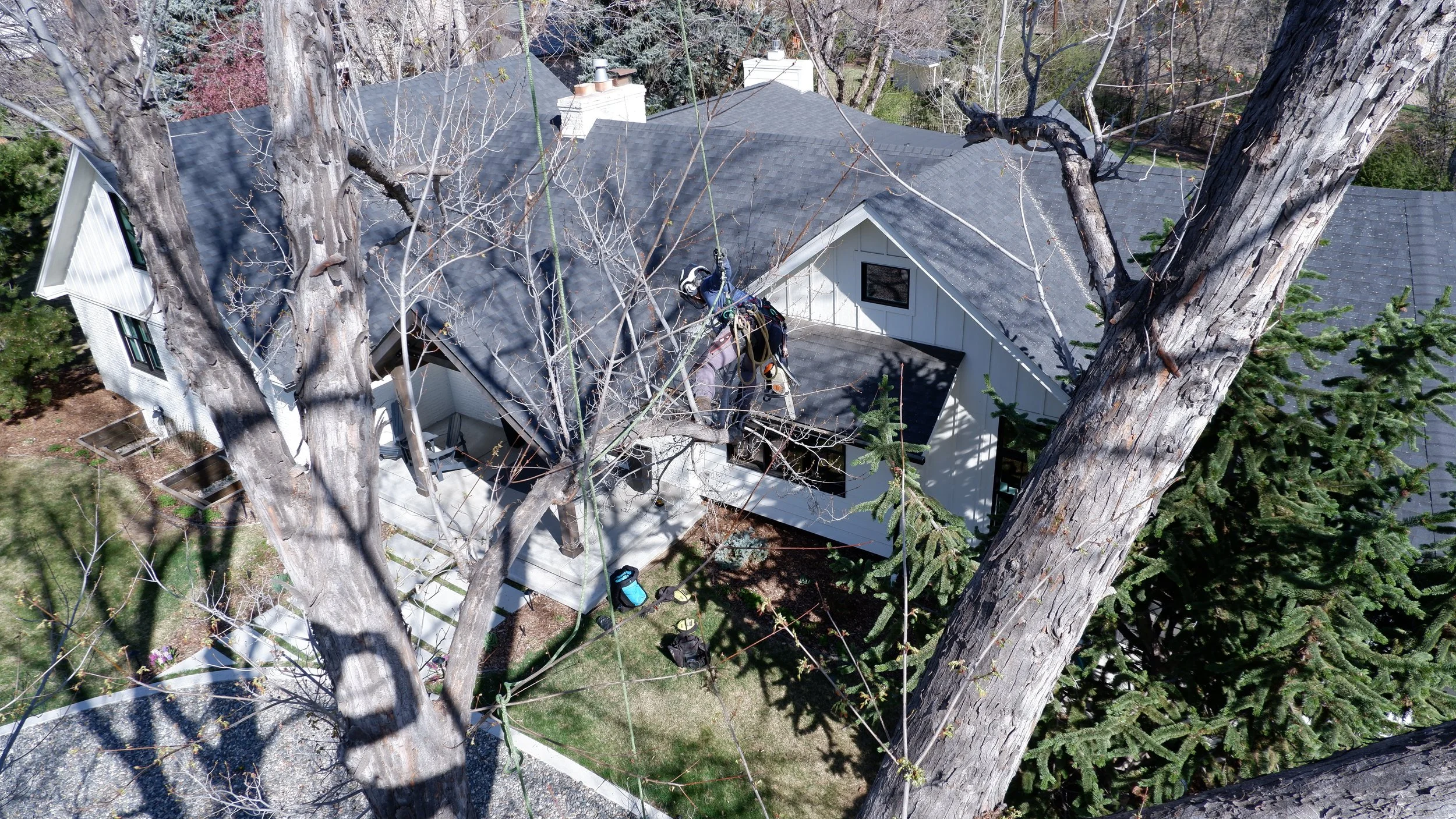 Tree climber or arborist pruning a tree over a house. Trimming a tree over a house.