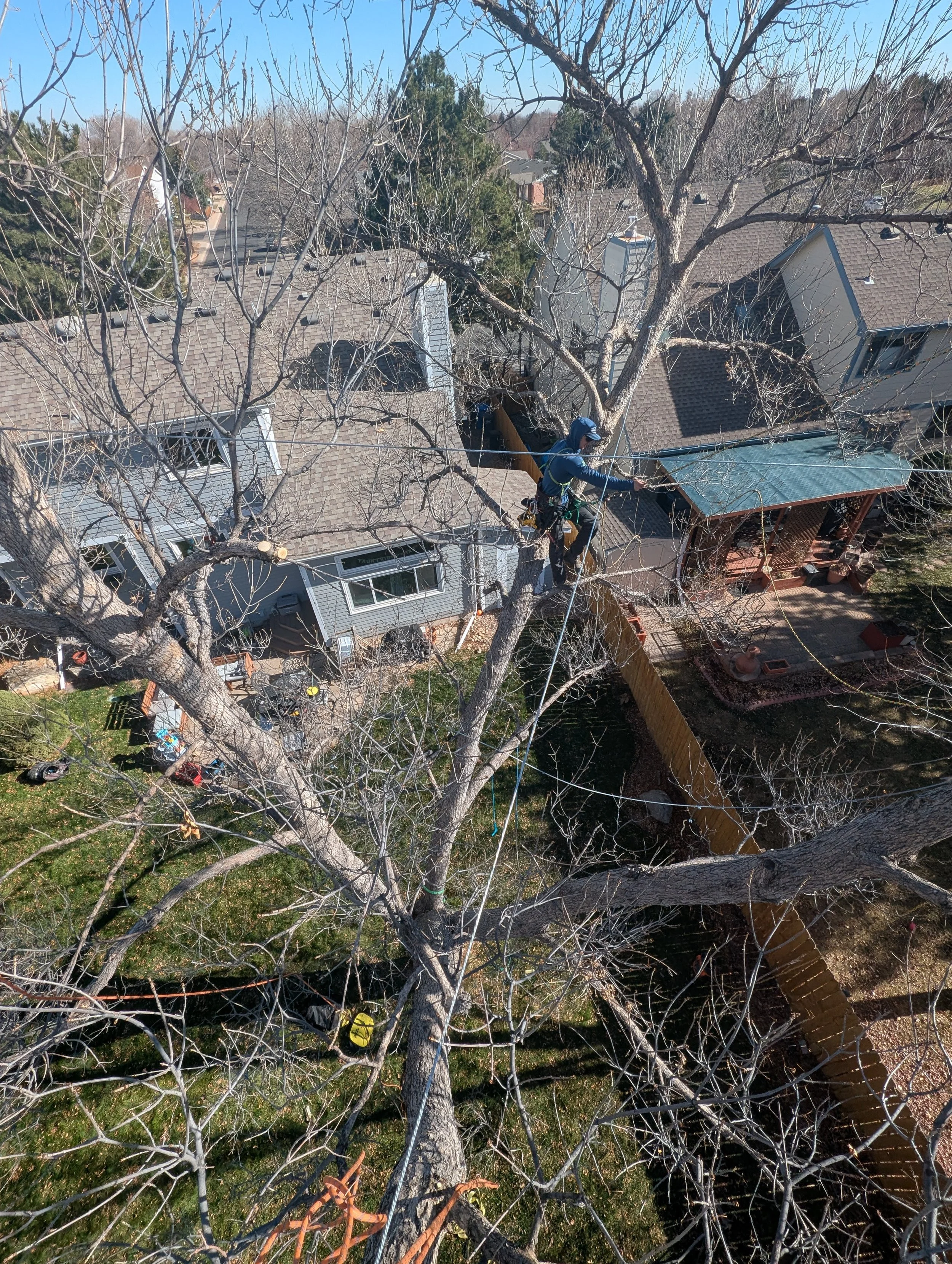 A worker climbing a large, leafless tree in a residential backyard, wearing safety gear and using ropes and harnesses for support.