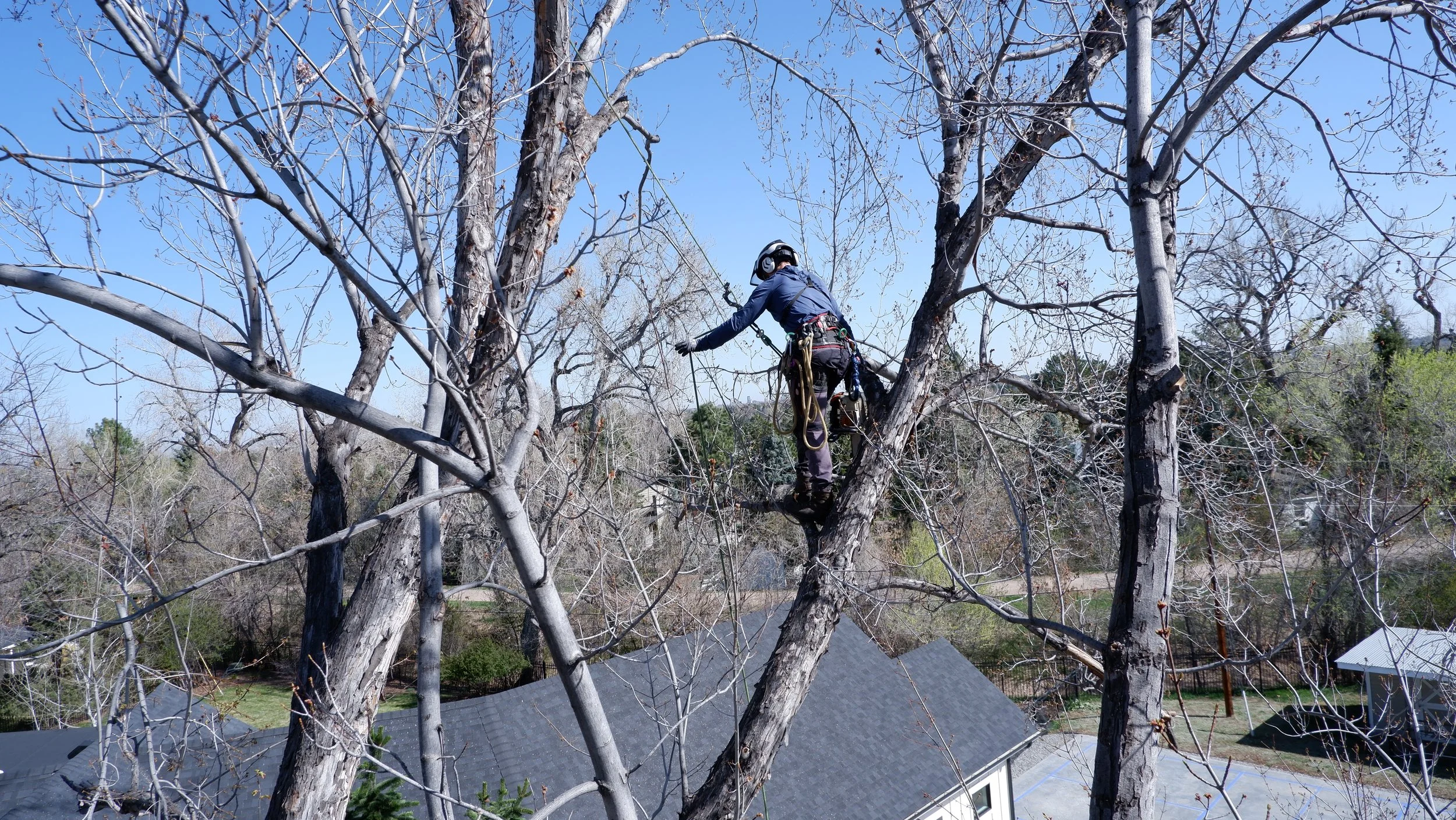 A person wearing safety gear climbing a leafless tree, using ropes and harnesses, with rooftops of houses visible below.
