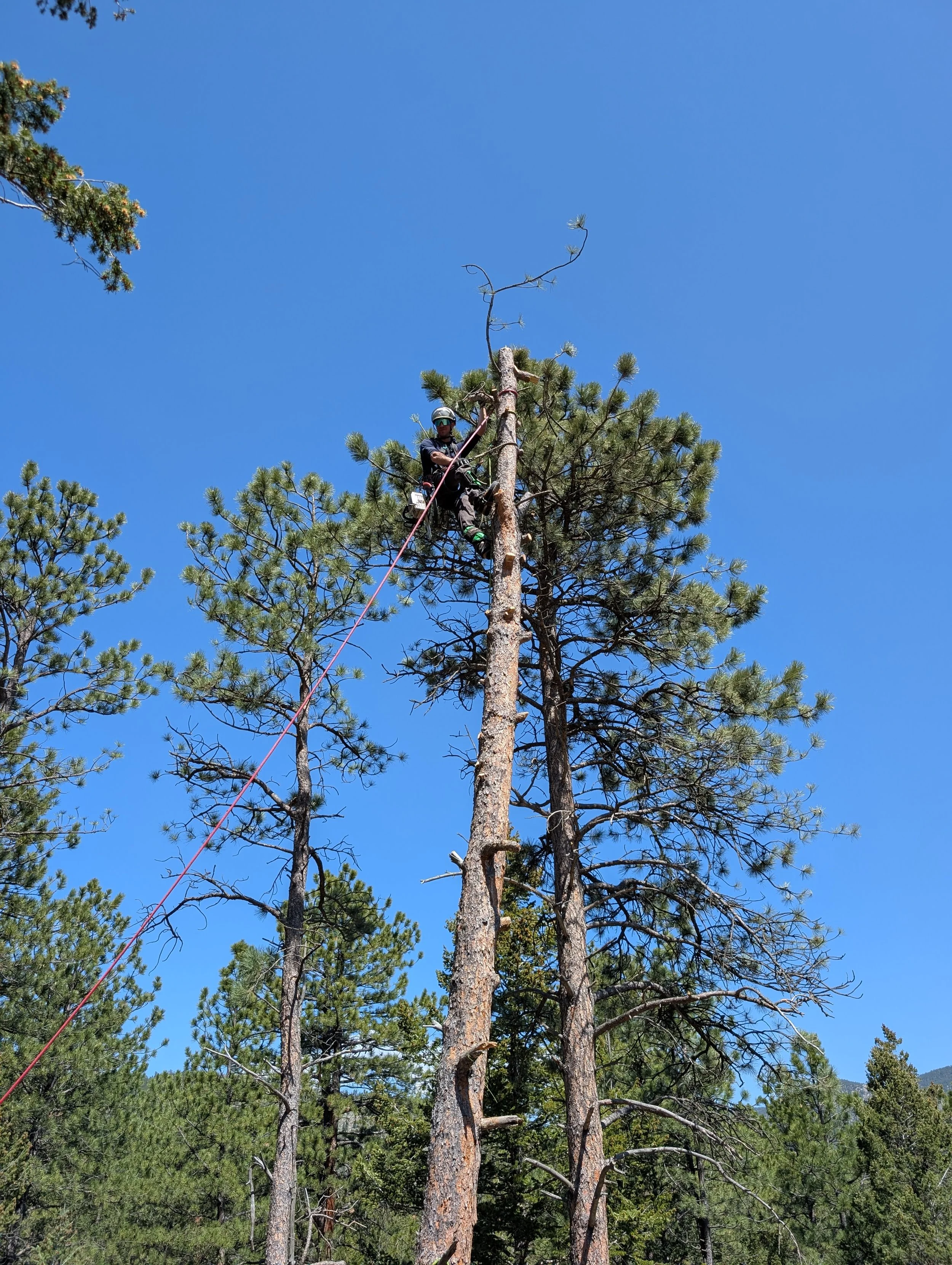 A person climbing a tall pine tree, wearing safety gear, with a bright blue sky in the background.