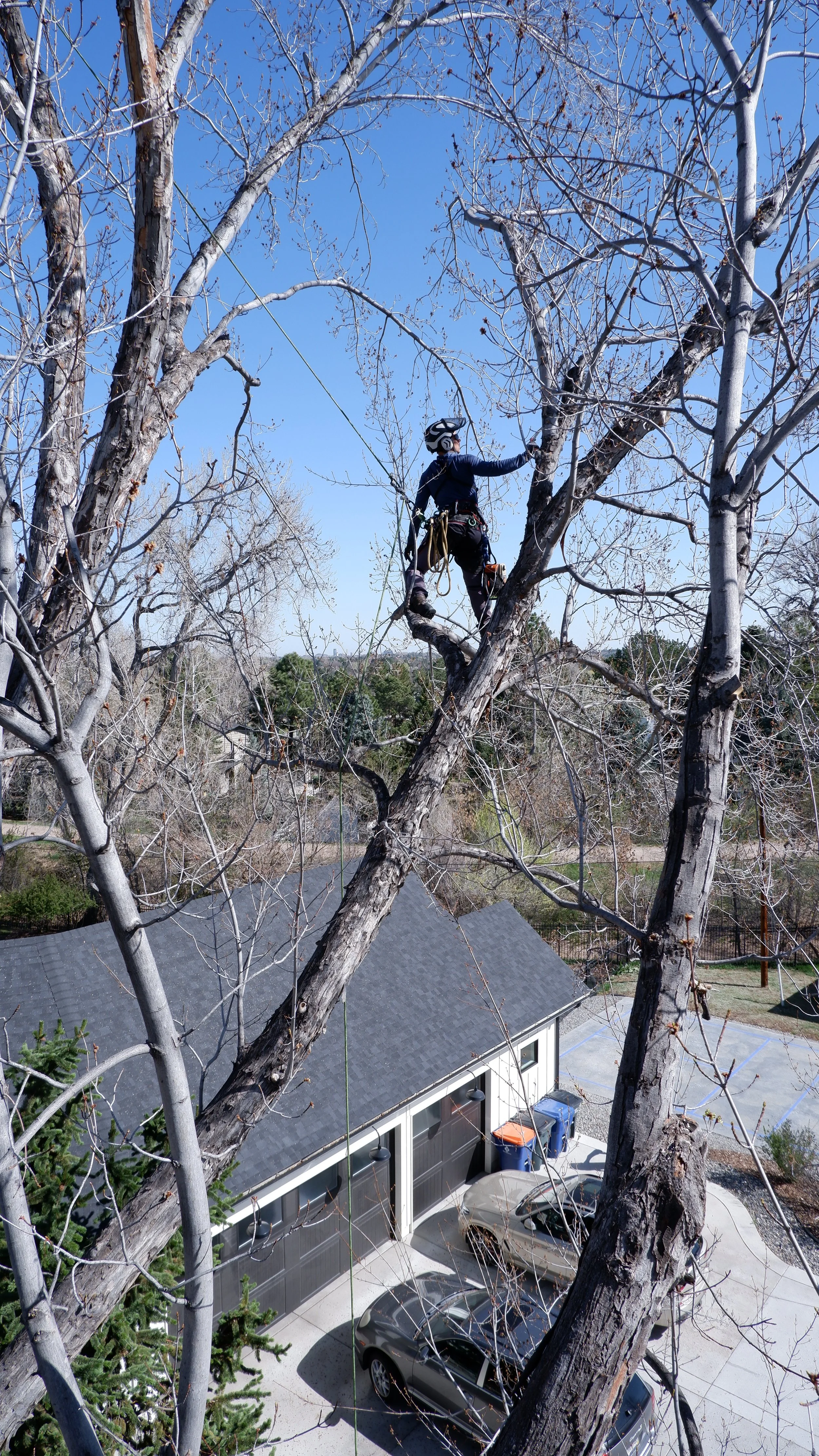A person wearing a helmet and climbing gear is climbing a tall tree in a residential area during daytime. The tree has no leaves, likely in winter. A house with a dark roof and several parked cars is visible below.