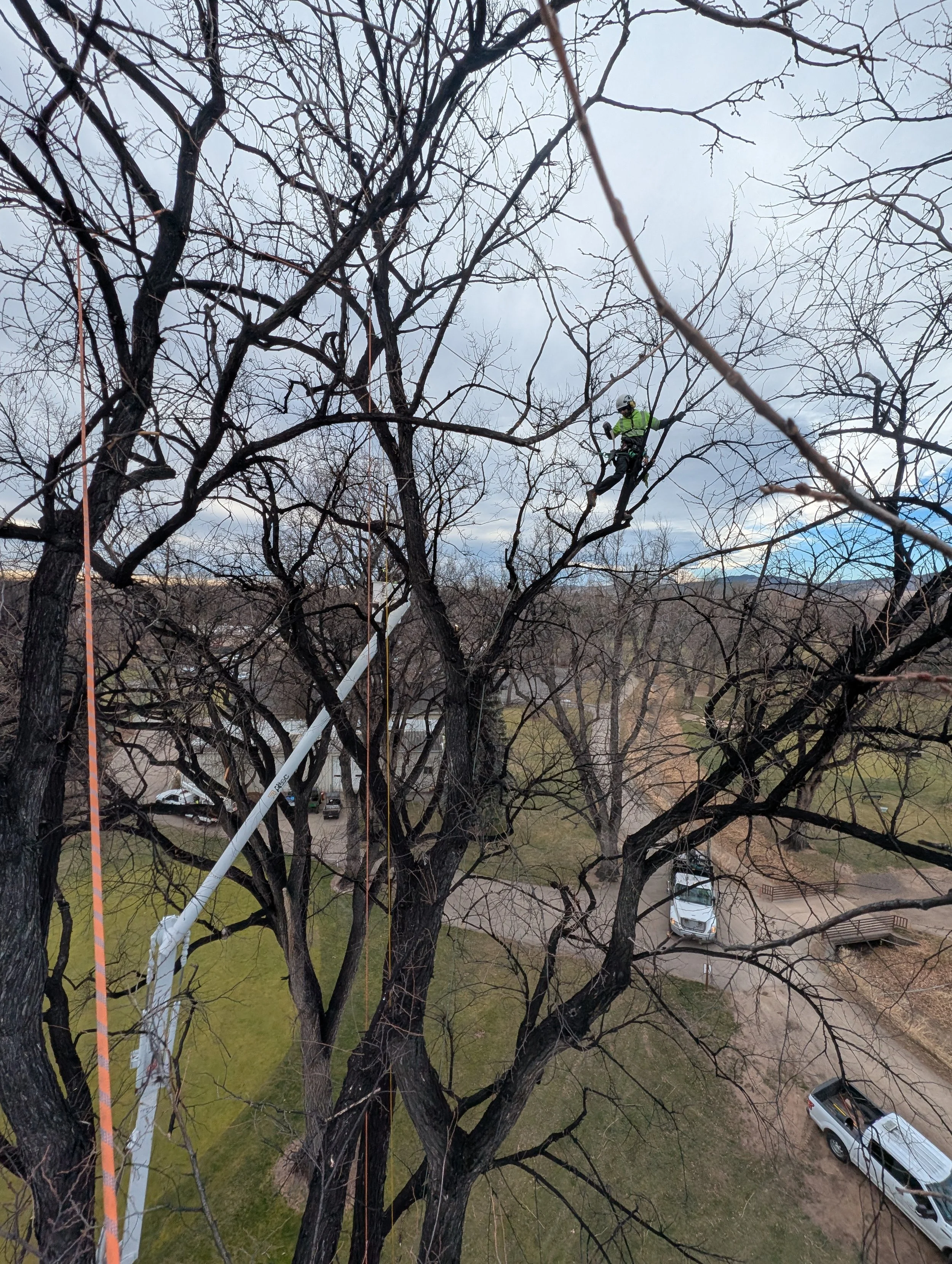 Tree trimming worker in safety gear trimming branches from a tall, leafless tree, with utility poles and parked vehicles visible below.
