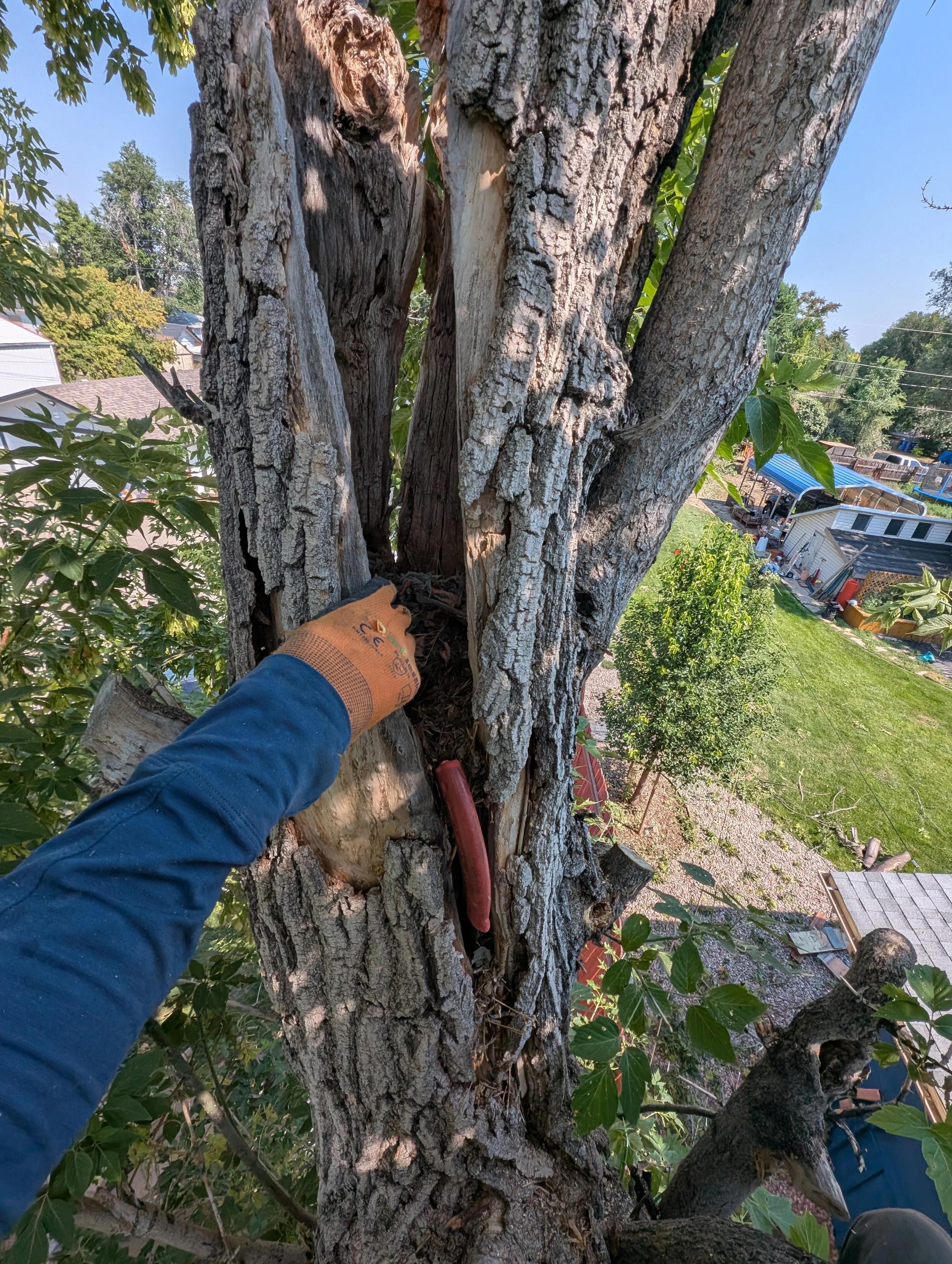 A person wearing an orange glove and a blue long-sleeve shirt is pruning a large tree with a red-handled pruning tool, high above the ground.