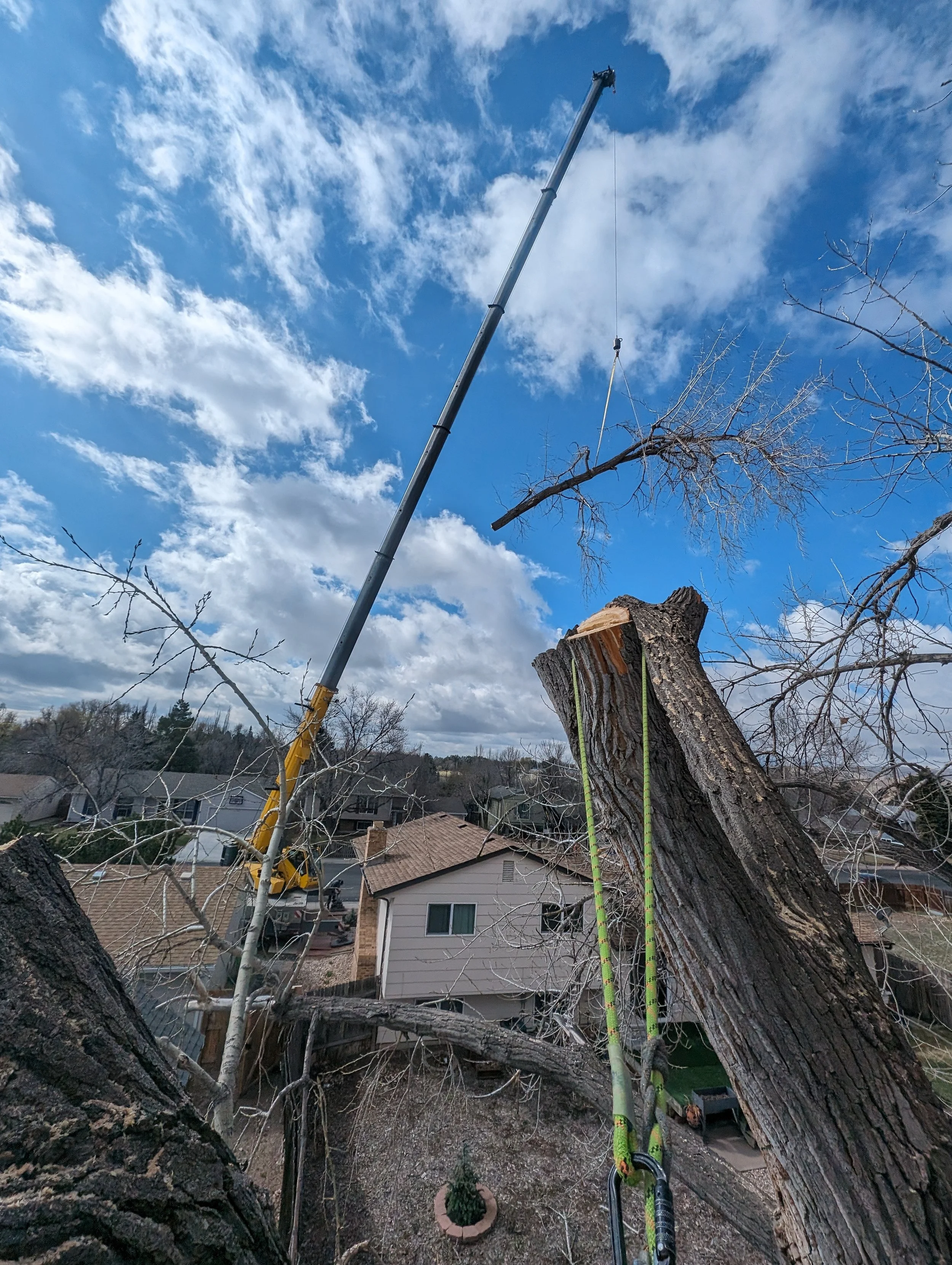 Tree Removal. Tree Cutting. Cutting a tree down. Tree removal with a crane. Cutting a tree down with a crane. Cranes and treework.