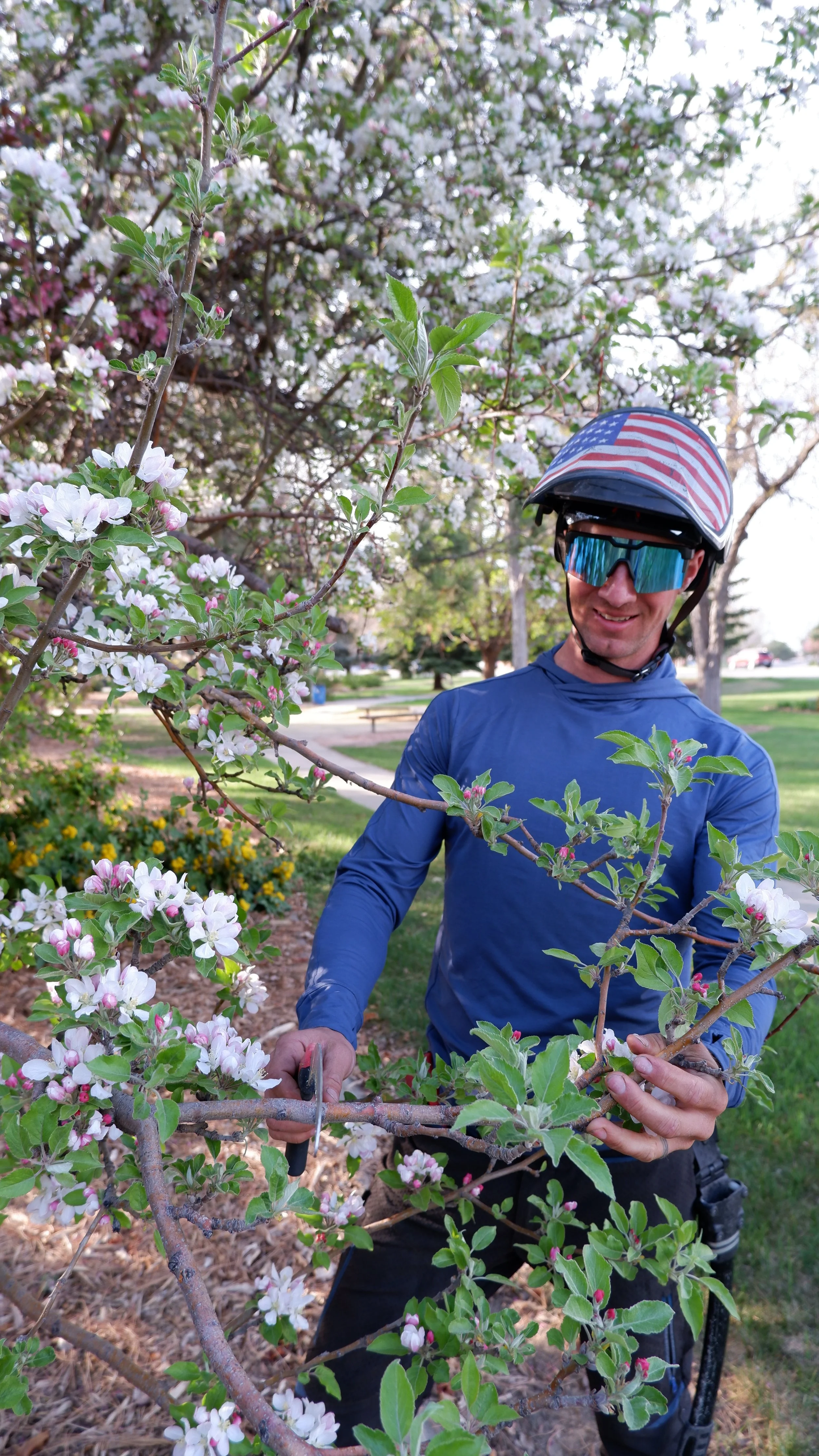 A man in a blue long sleeve shirt, wearing sunglasses and a helmet with an American flag design, holding pruning shears and pruning a flowering branch of a tree.