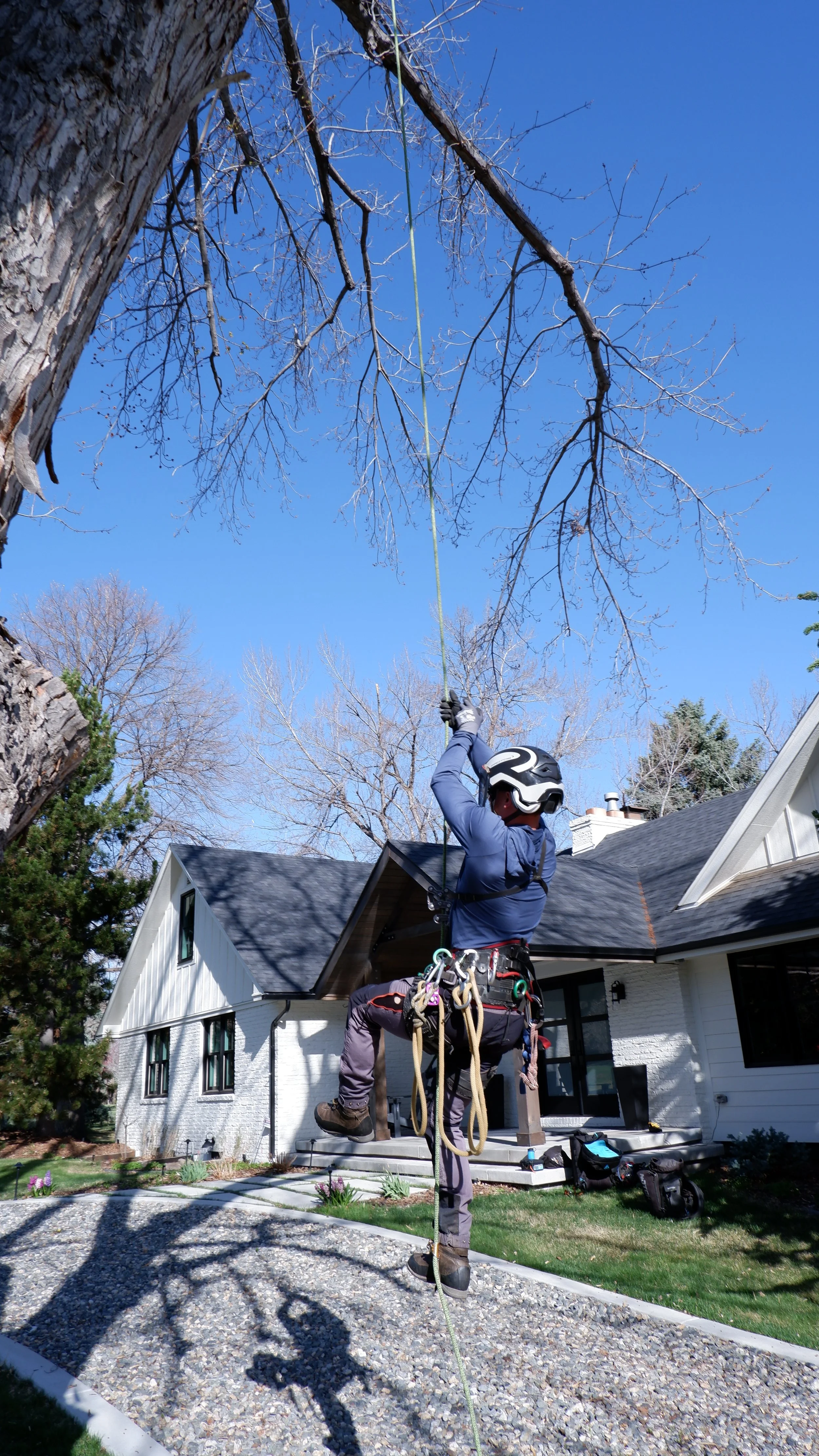 A person wearing a helmet and climbing gear is hanging from a tree branch, using a rope, in front of a white house with a gray roof.