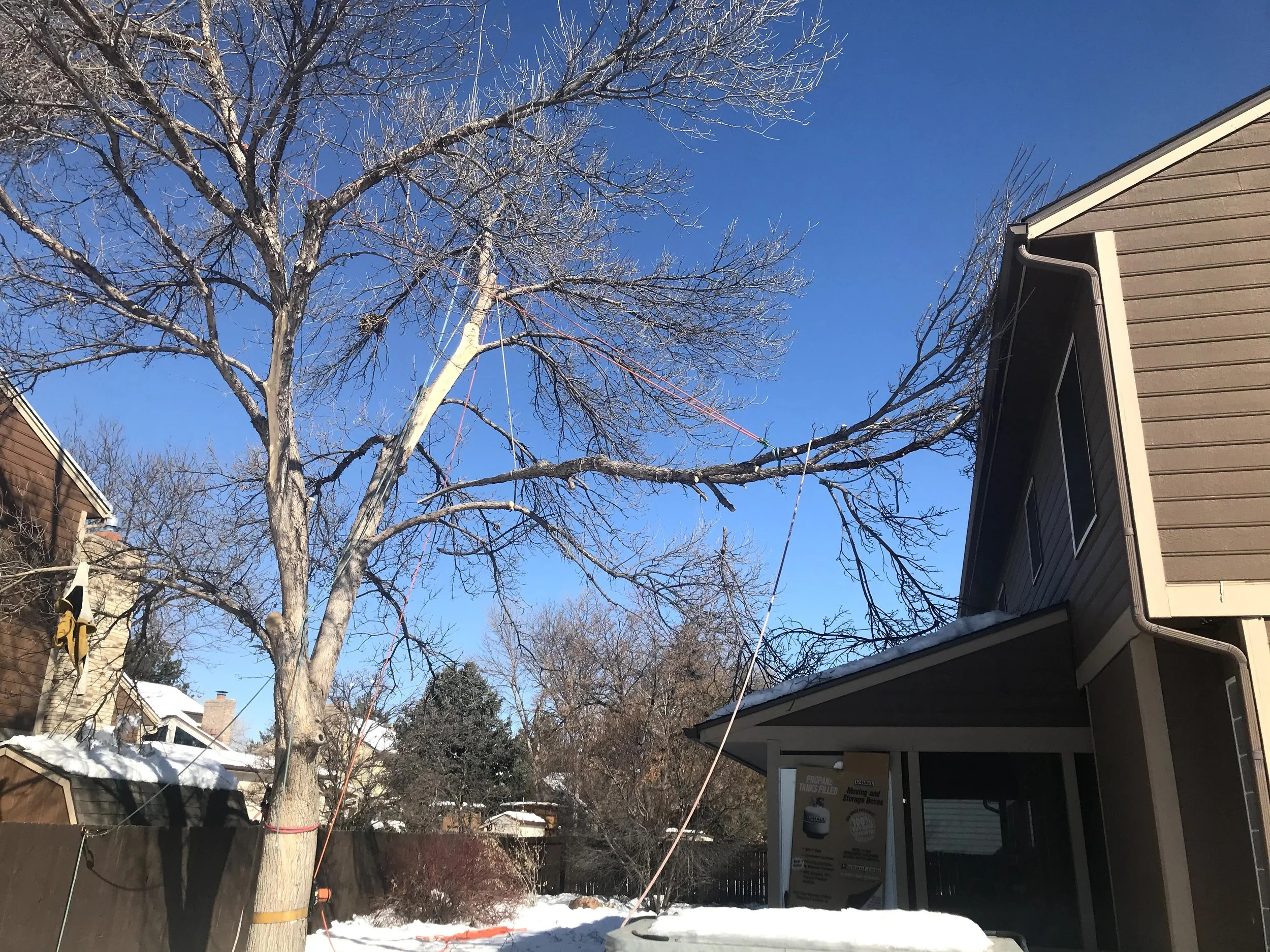 A large leafless tree with a trunk leaning to the right, being trimmed with a rope or slack line attached to a nearby building, in a snowy backyard with a house on the right side and other houses in the background under a clear blue sky.