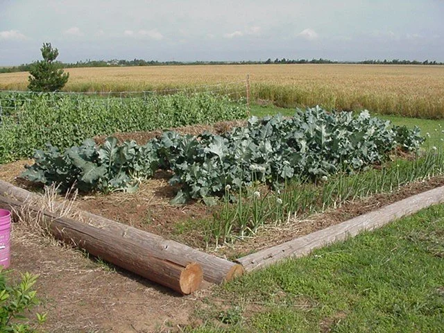The Severin Family garden in Garber, Oklahoma.