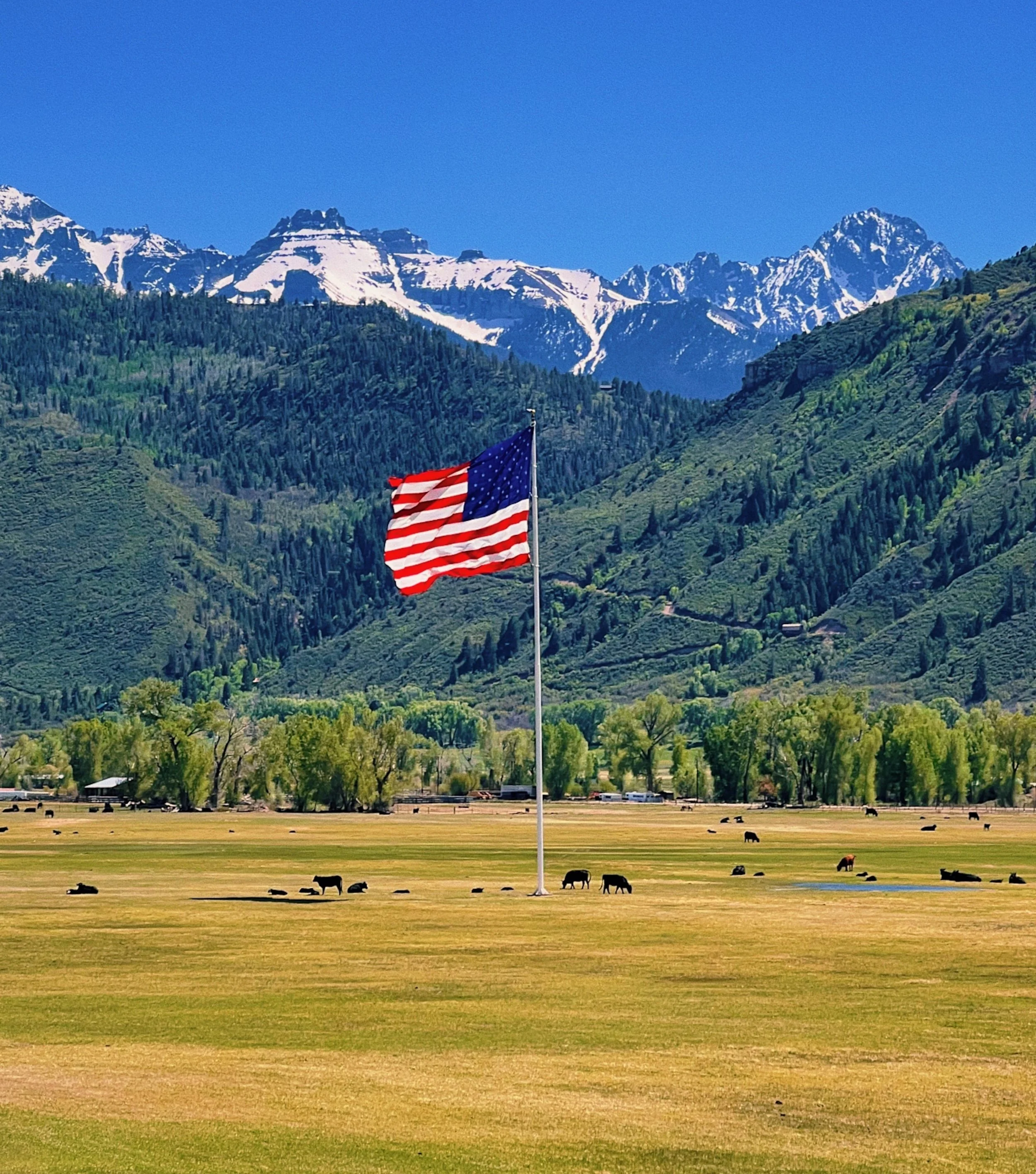 A large American Flag flies in an open pasture in Ouray, Colorado, with cattle and mountains in the background.