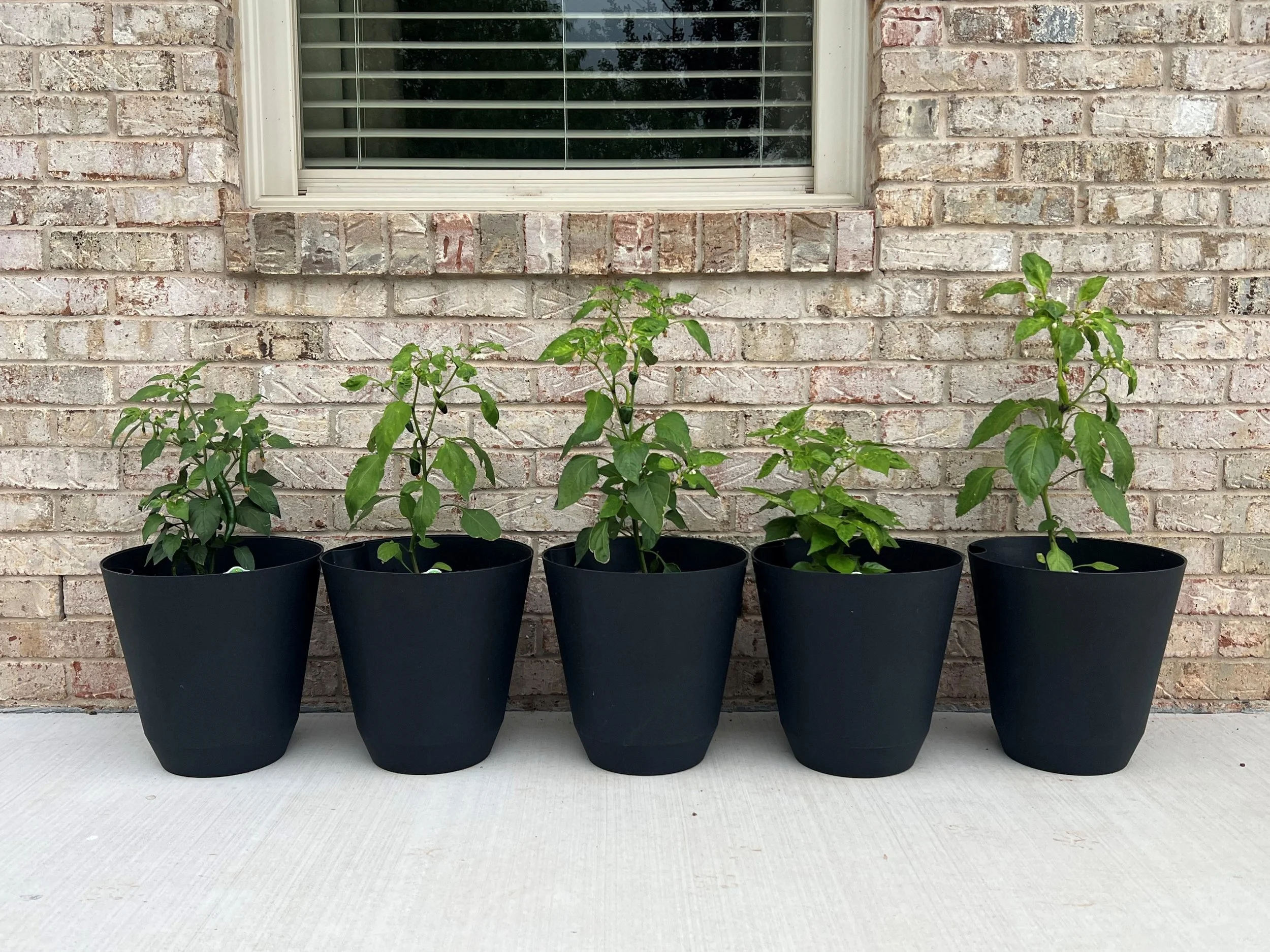Five pepper plants sit on a patio.