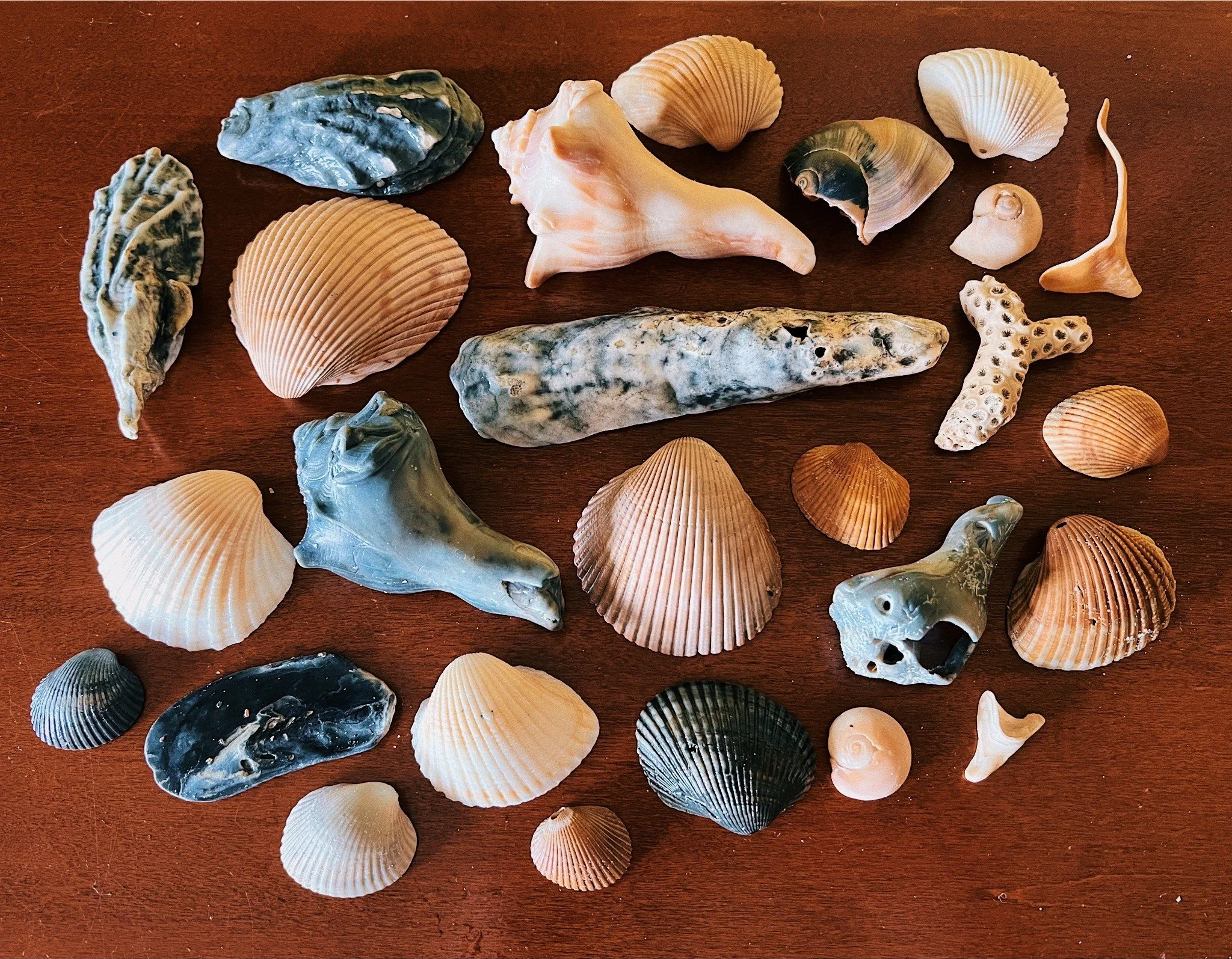 Seashells that we collected on the beach in Isle of Palms, South Carolina.