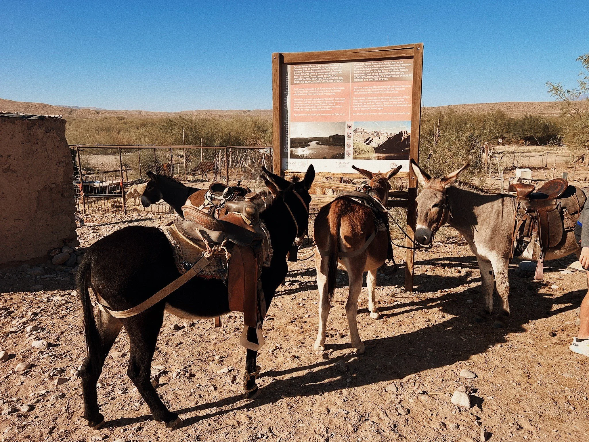 Donkeys stabled in Boquillas, Mexico.