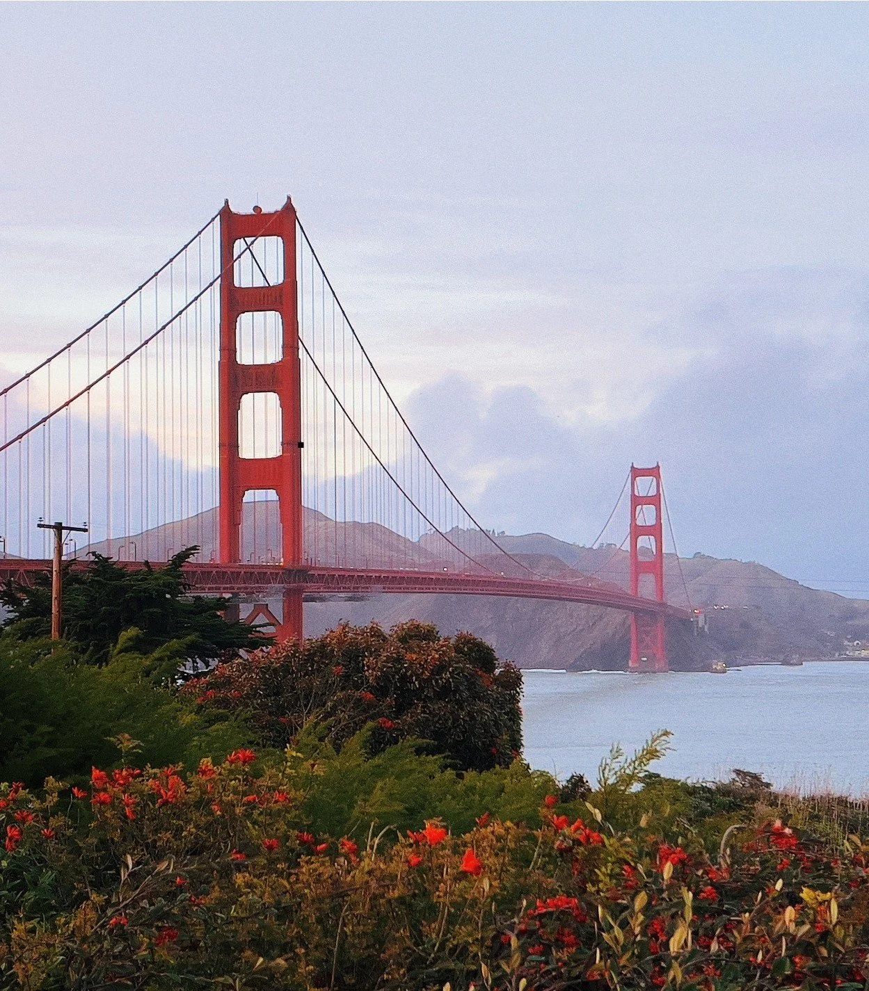 The Golden Gate Bridge with red flowers
