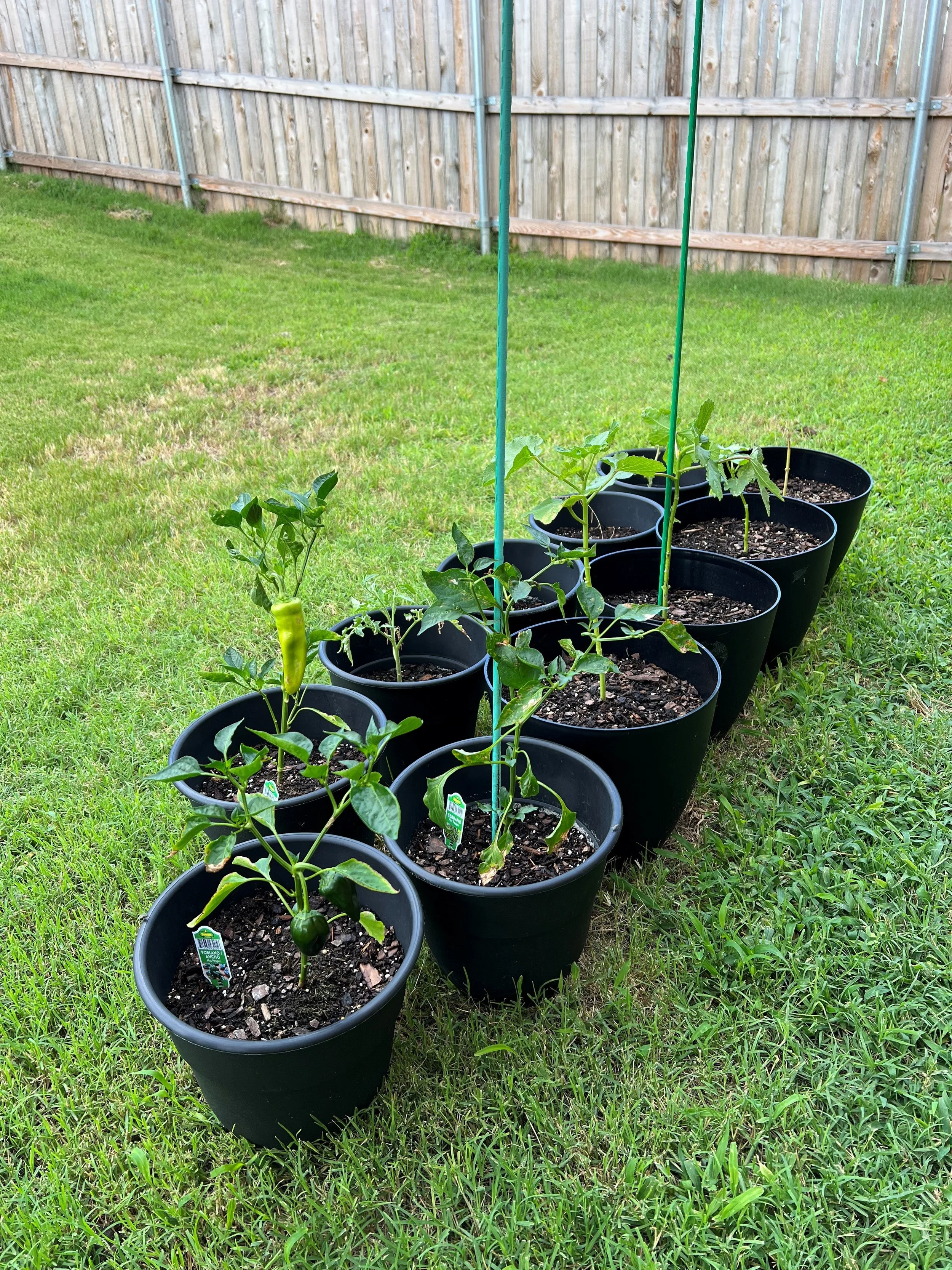 Kevin's first vegetable garden V2.0.